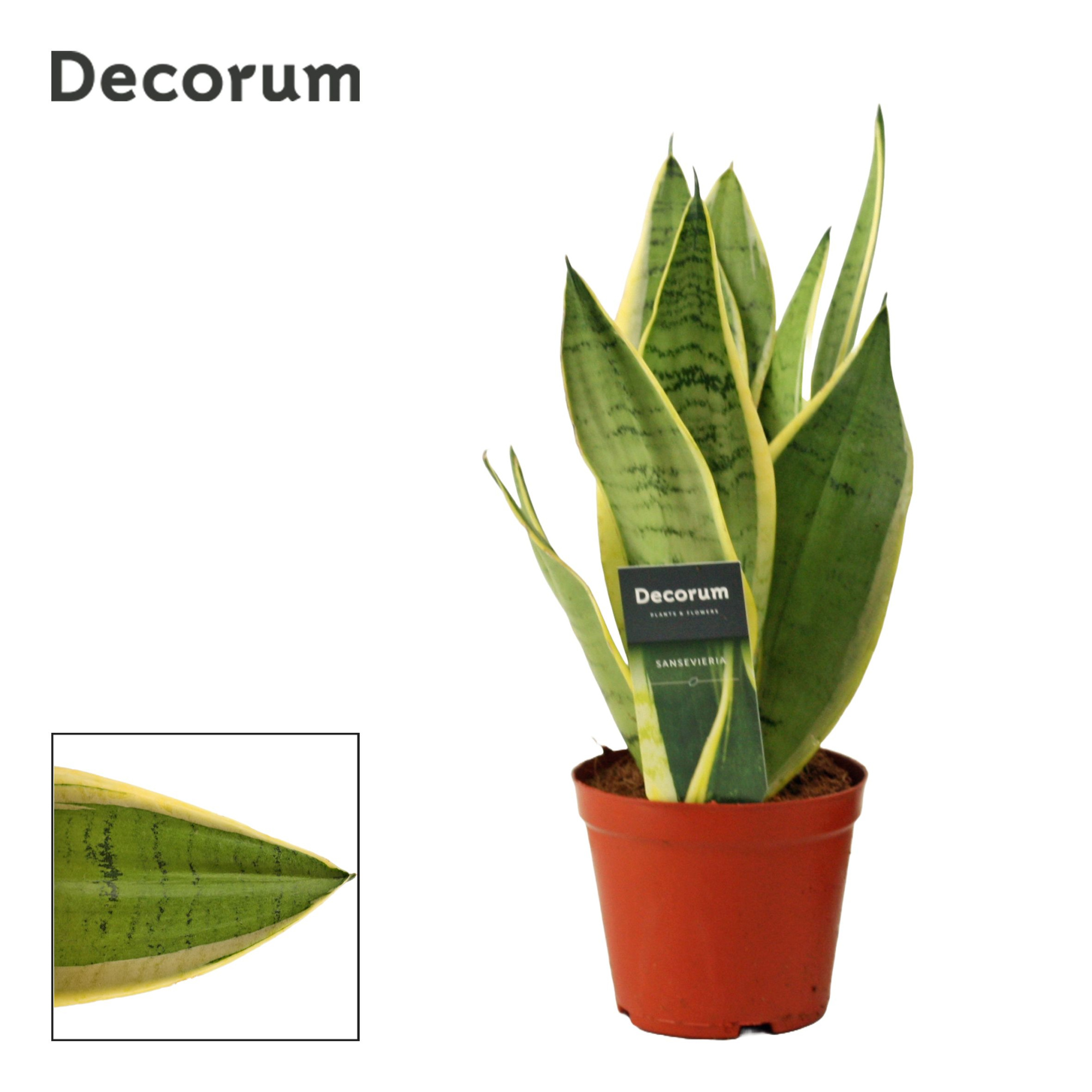Sansevieria White Snow 12 cm (Decorum), D 12