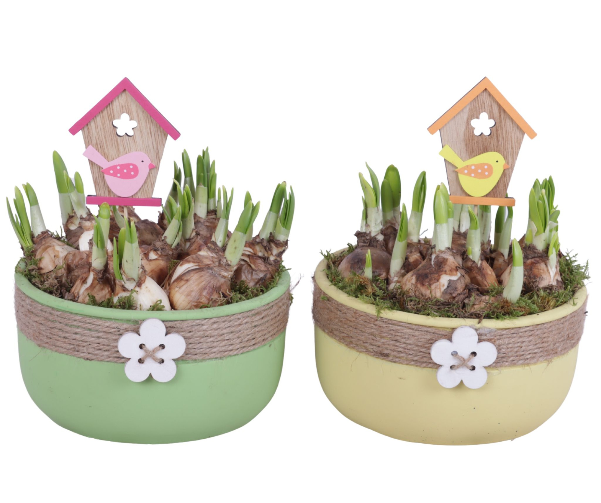 Bulbs Arr. Narcis Ceramic Bowl Round Rope Flower Ø18cm, D 18