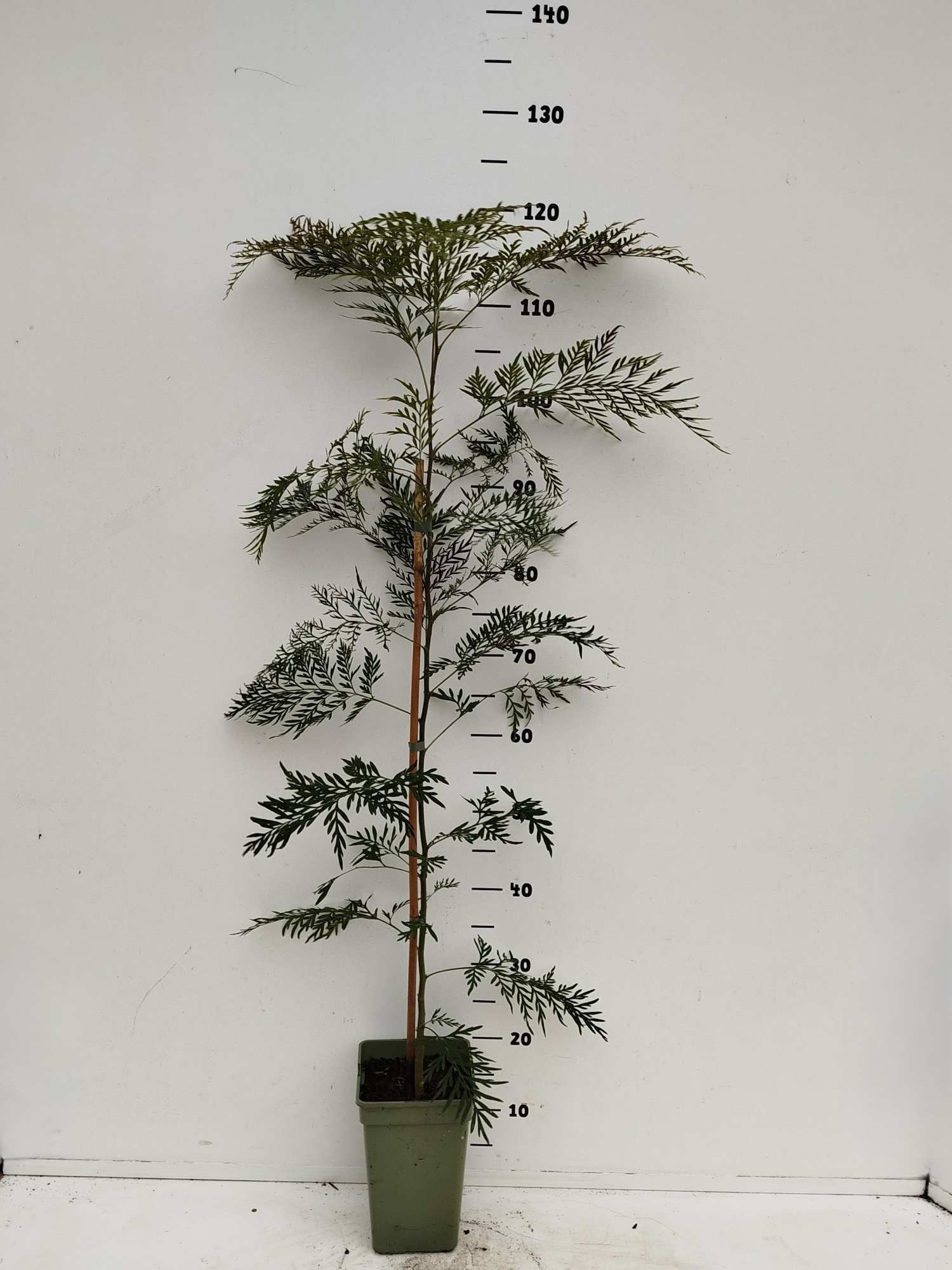 Grevillea robusta, D 19