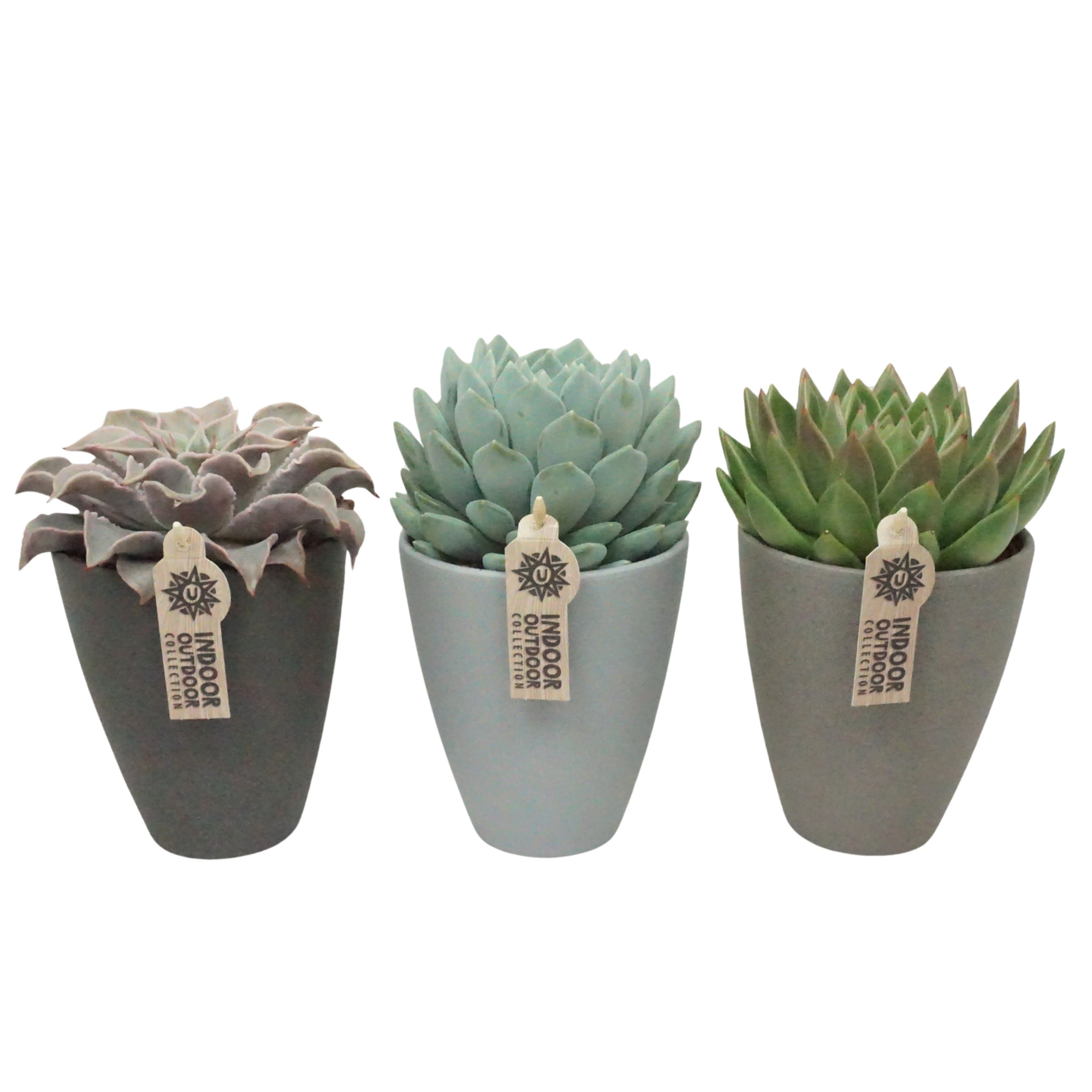 Echeveria mix in 13 cm hoge vaaspot (3 assorti), D 13