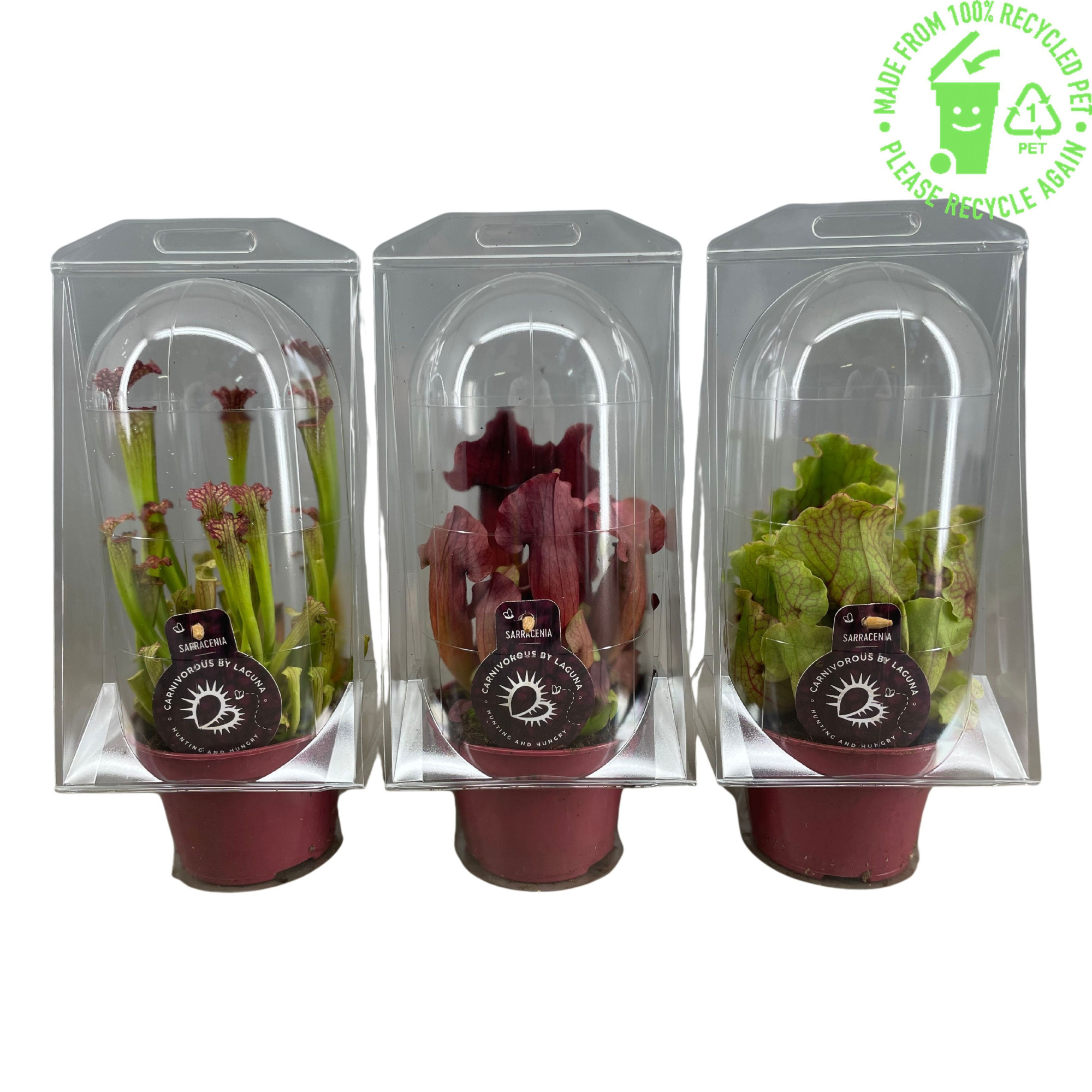 Sarracenia mix 12 cm in blister, D 12