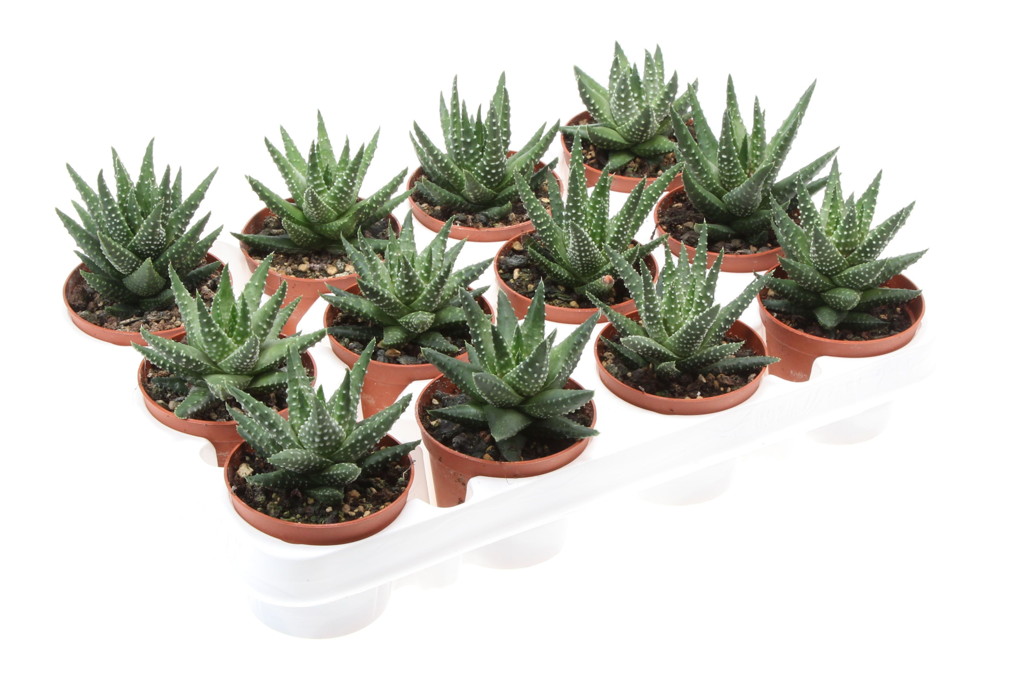 Haworthia margaritifera, D 8,5