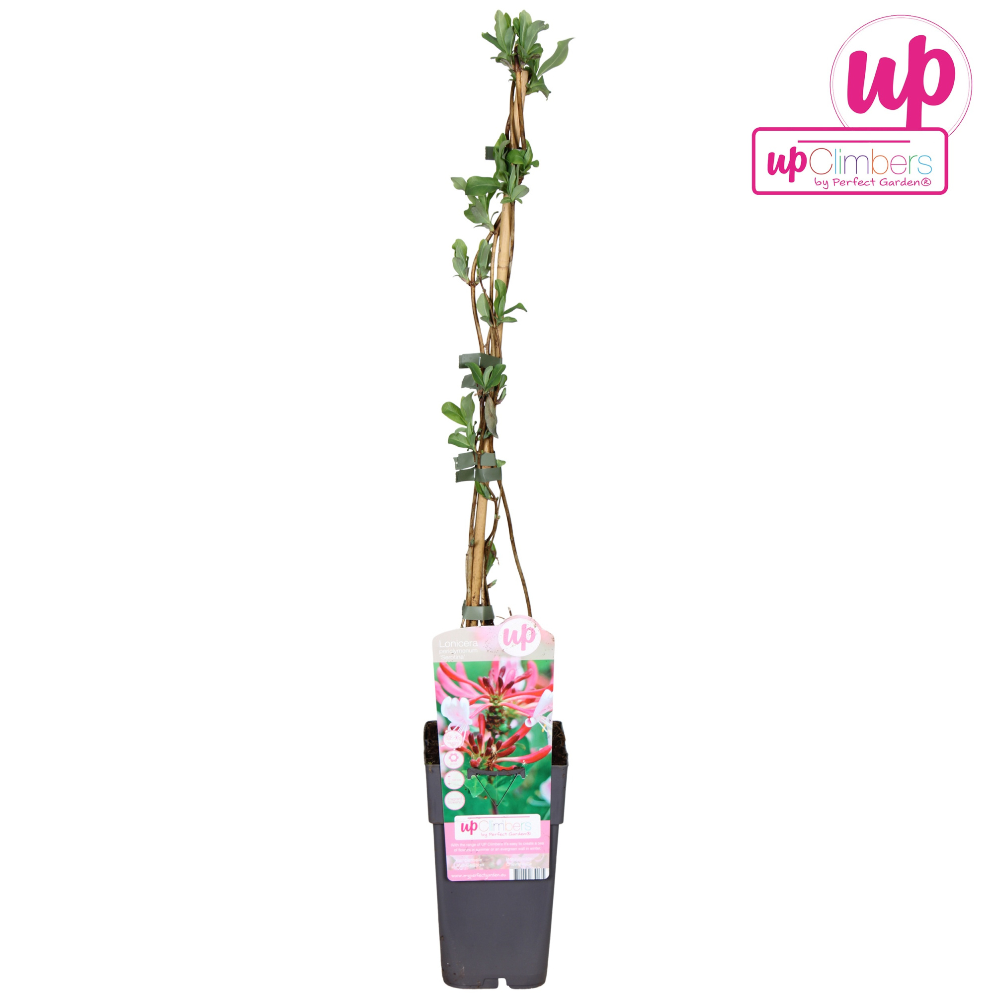 Lonicera periclymenum Serotina P15, D 15