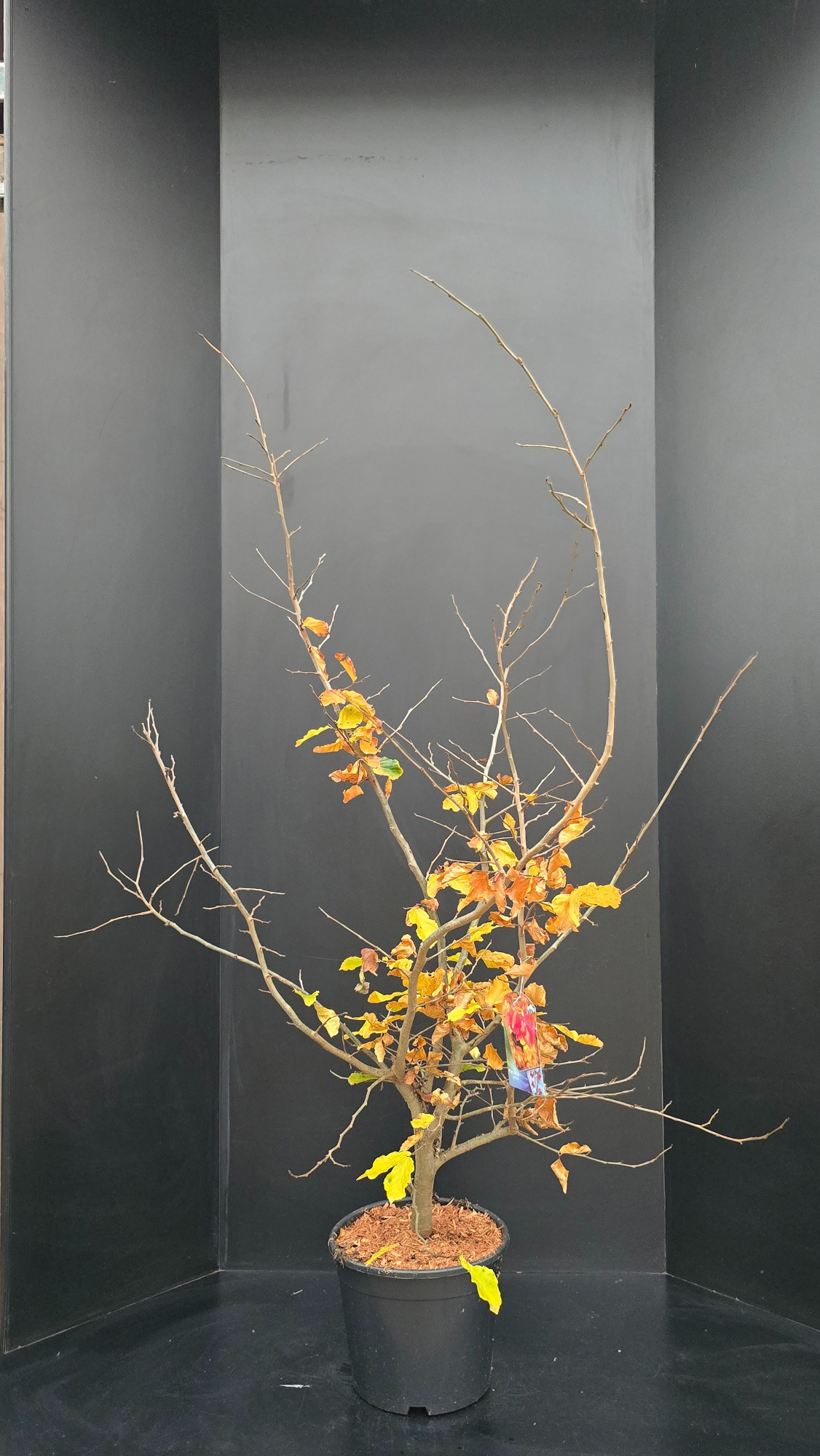 Parrotia persica, D 34