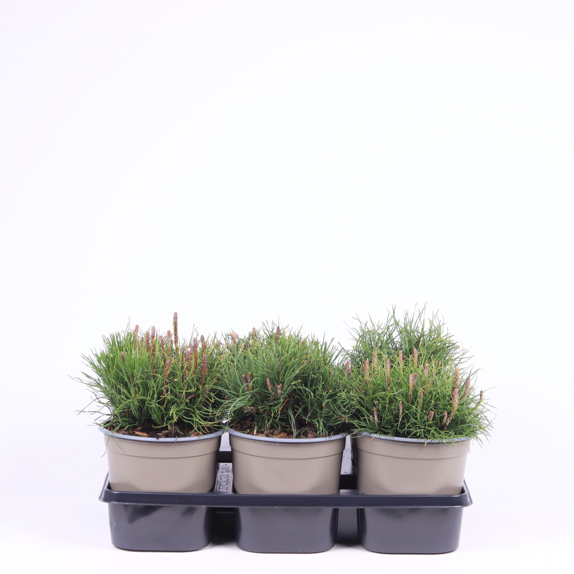 Pinus mugo mughus, D 15