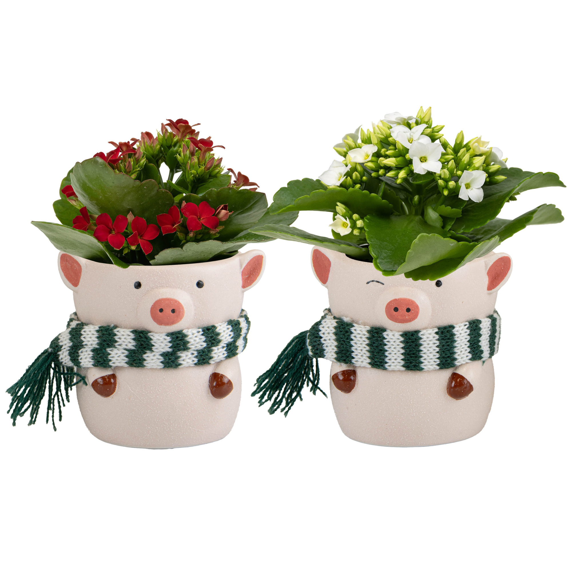 Chilly Piggy with Kalanchoe, D 6