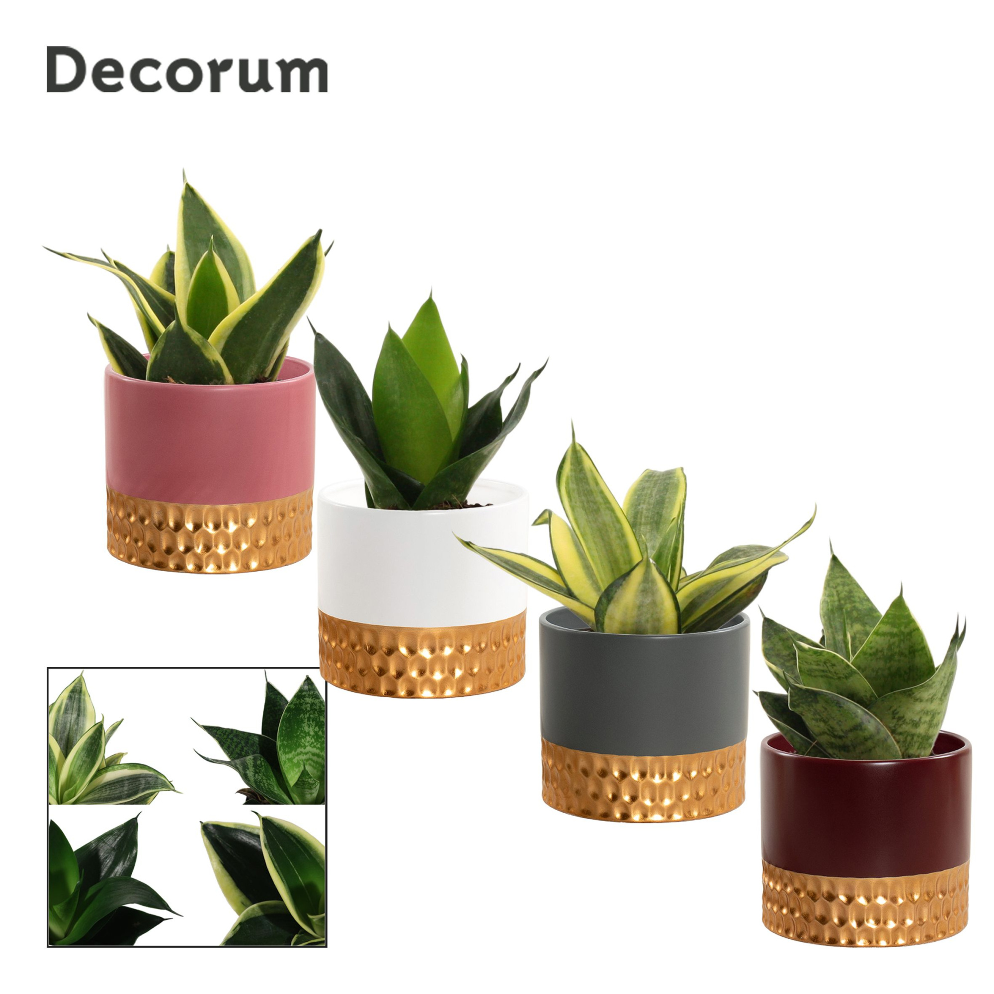 Sansevieria Hahnii 9 cm Mix in Frederique (Rich love-collection), D 9