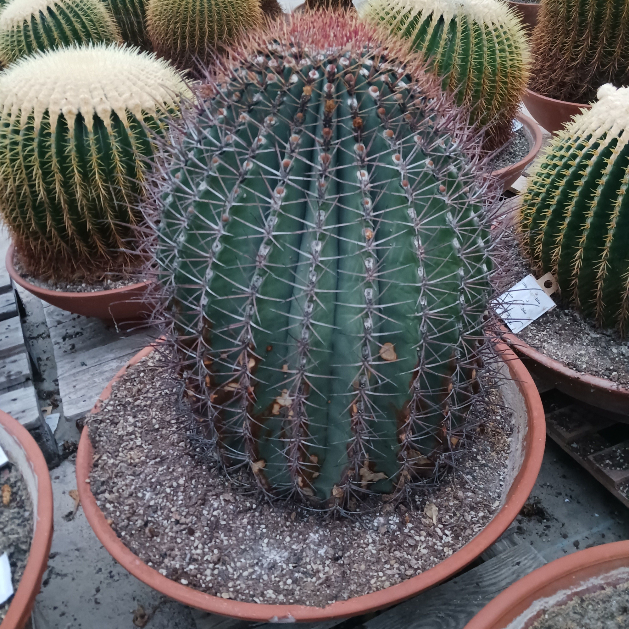 Ferocactus 70 cm, D 70