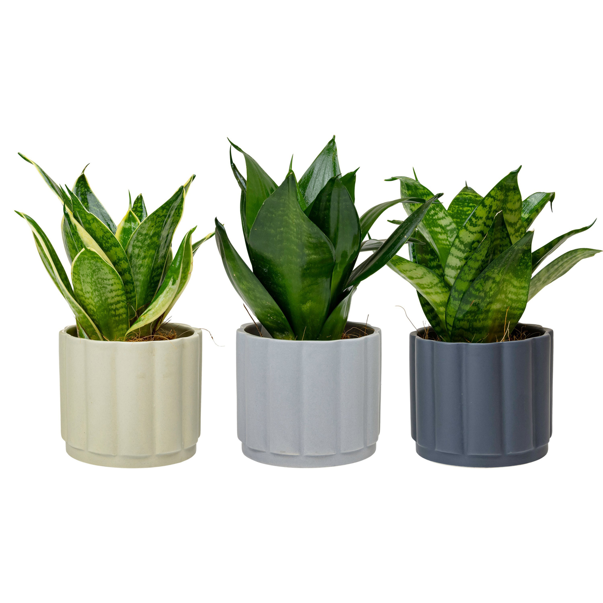Sway with Sansevieria Hahni mix, D 9