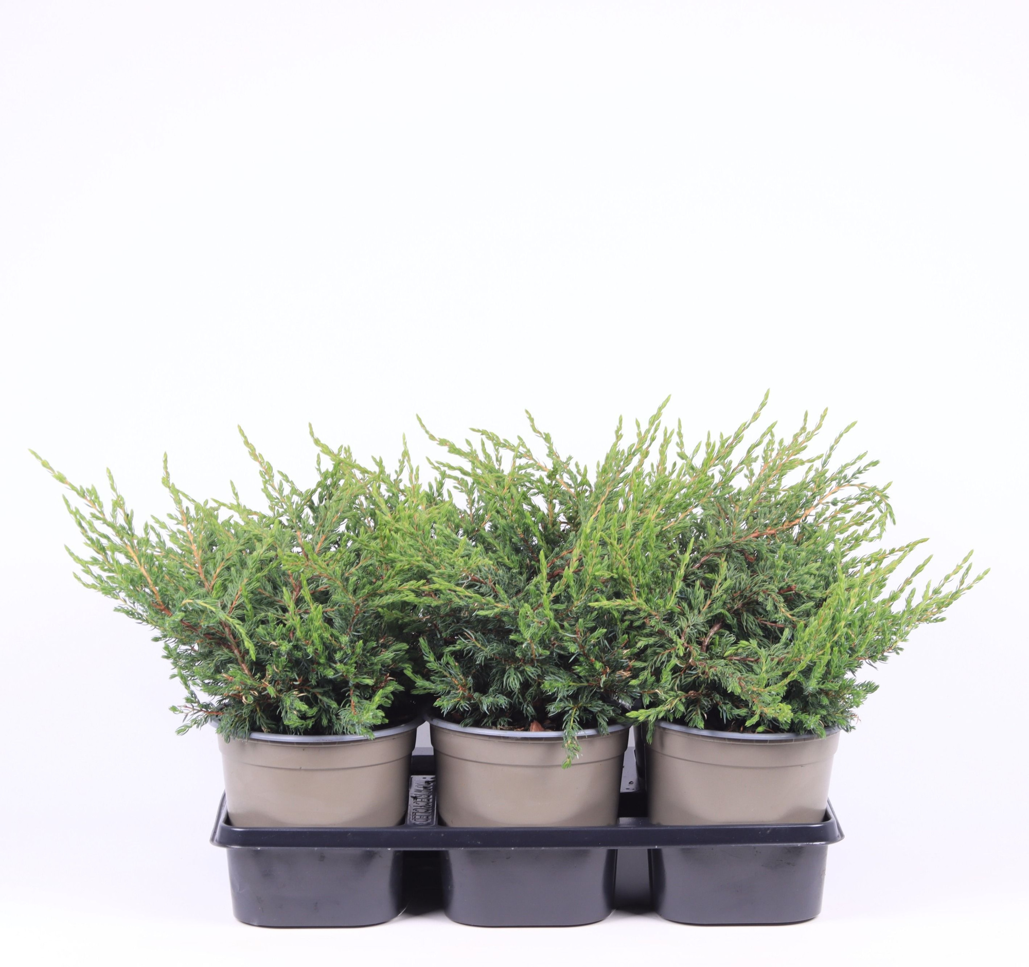 Juniperus communis 'Repanda', D 15