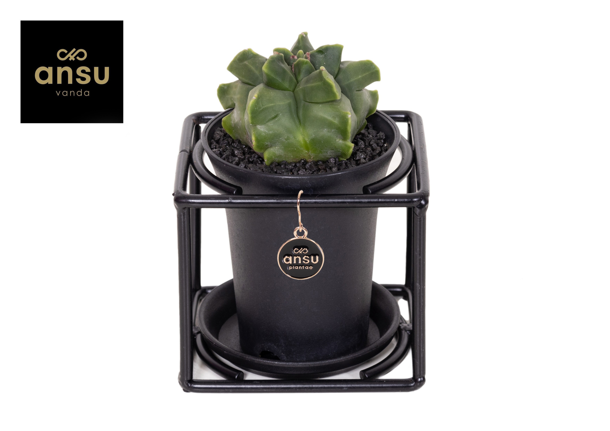 Astrophytum Myriostigma in design frame, D 10