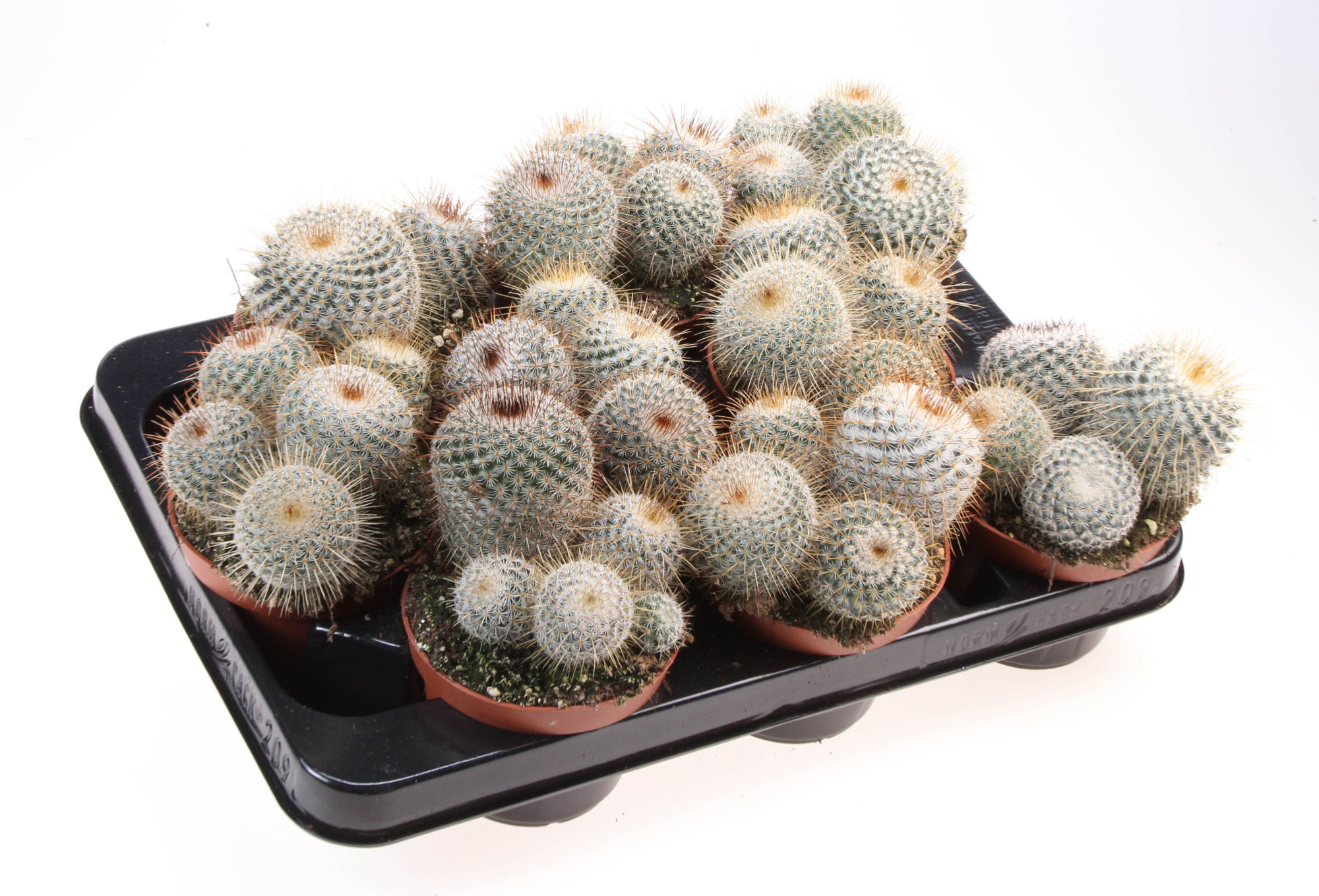 Mammillaria neopotosina, D 10,5