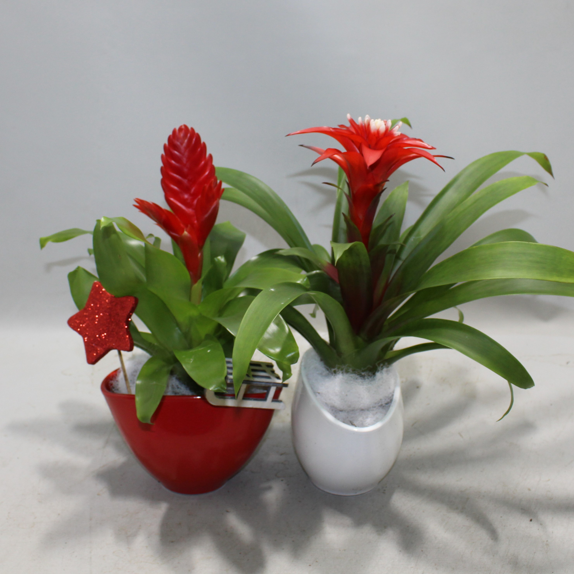 Coupe Borabora Rood/Wit, D 16 cm