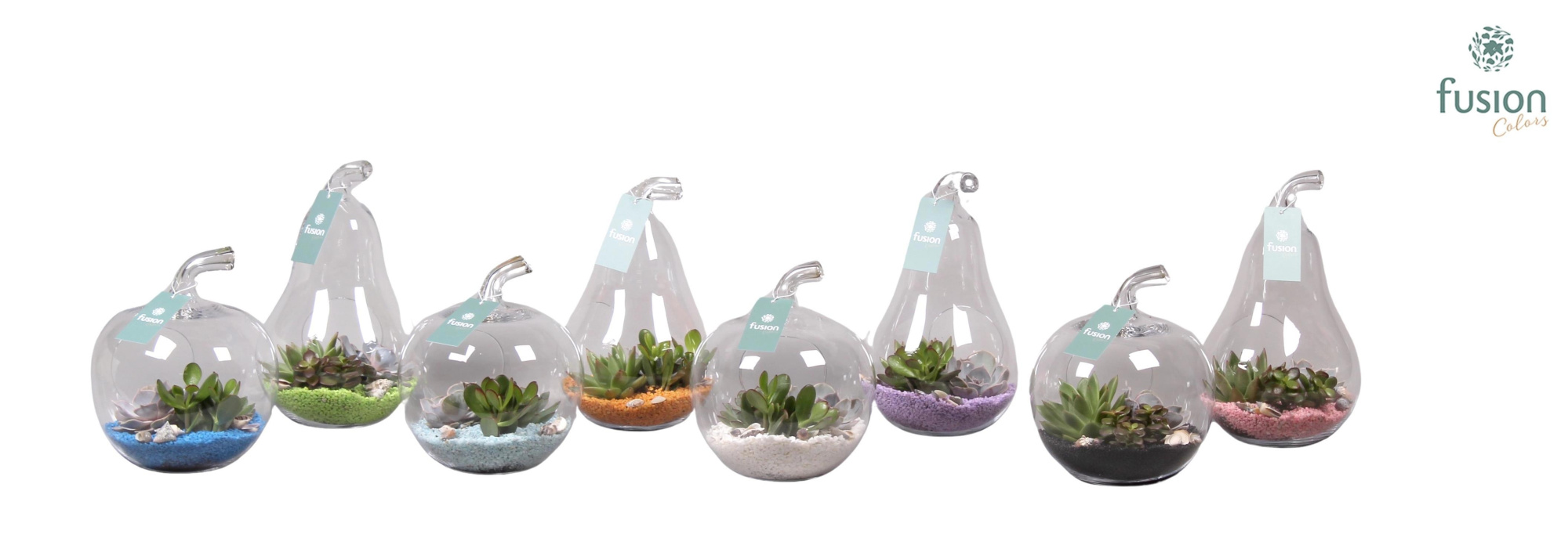 Peer en Appel glas met Succulenten, D 18