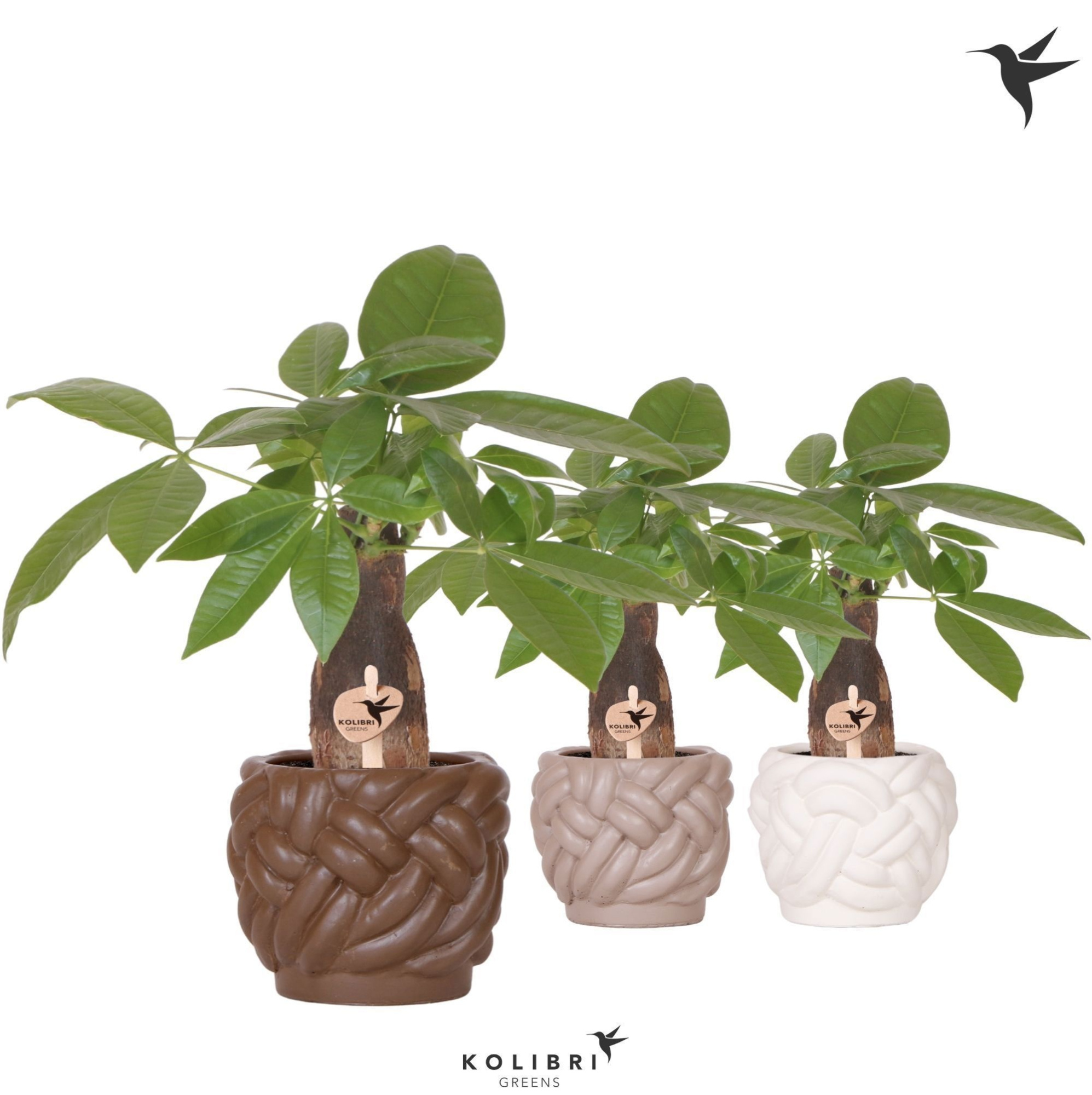 Kolibri Greens Pachira in Rope pot mix, D 9