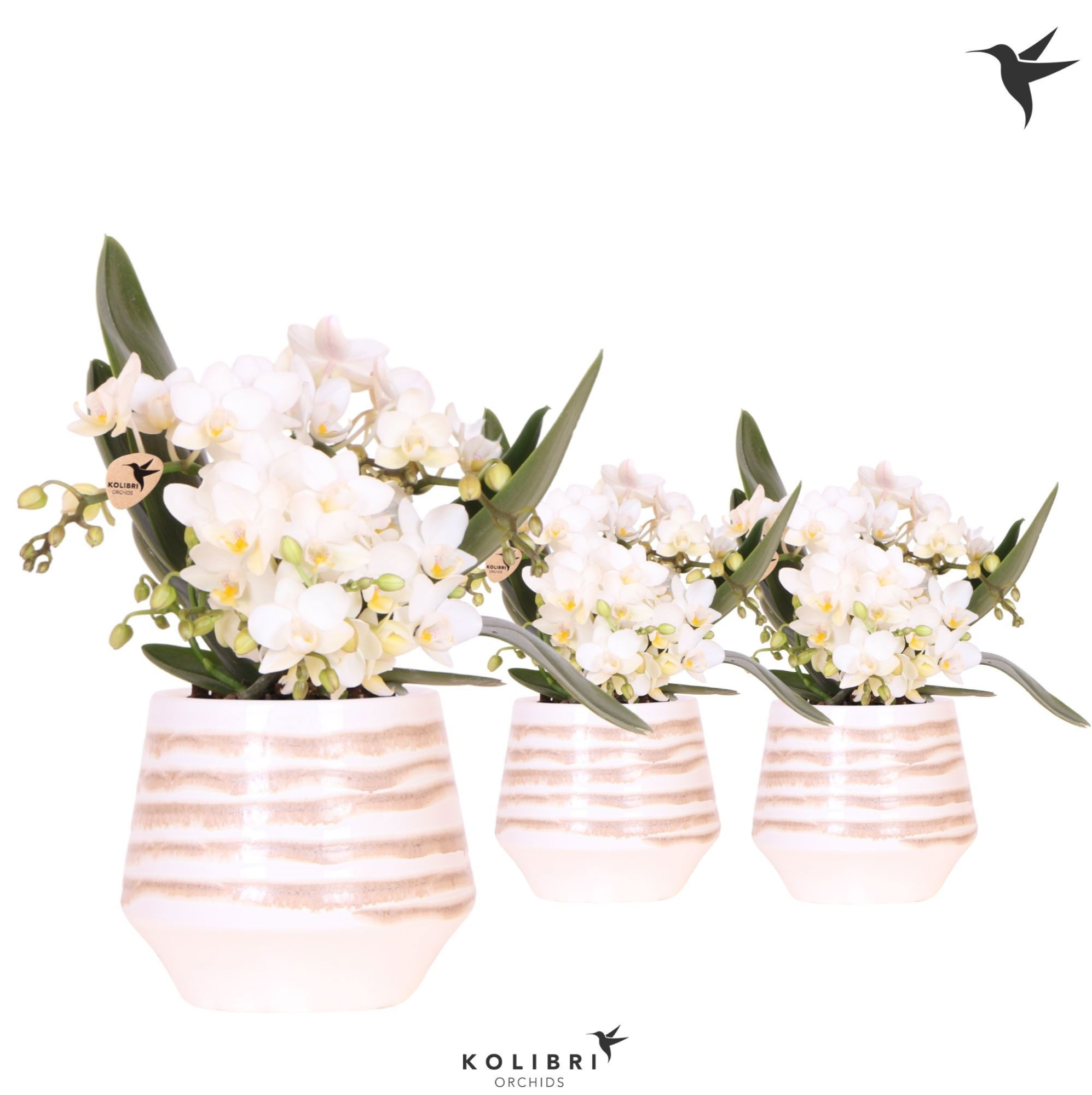 Kolibri Orchids Phalaenopsis Nazare 4 spike in Moonstone pot white, D 9