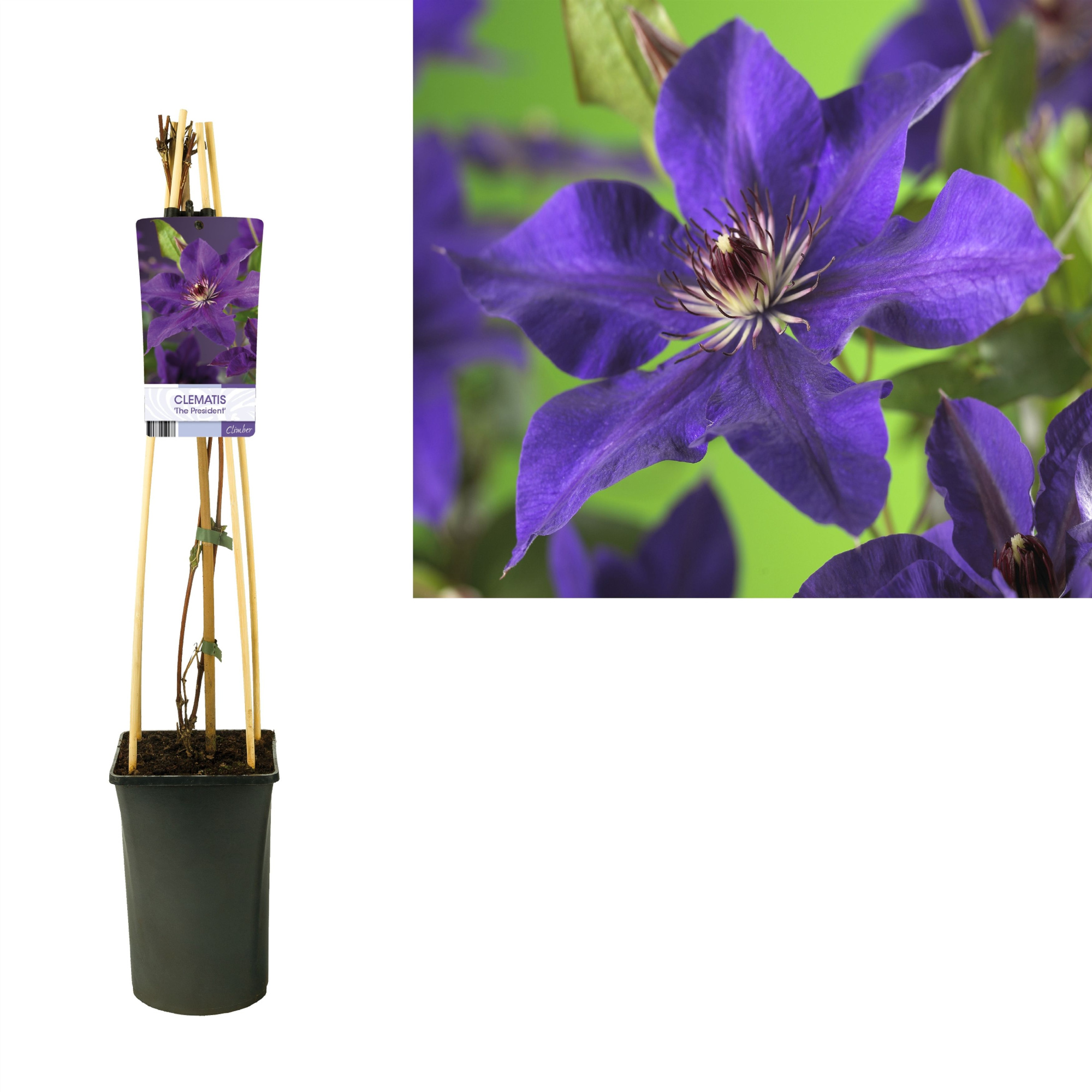 Clematis 'The President' +light label, D 17