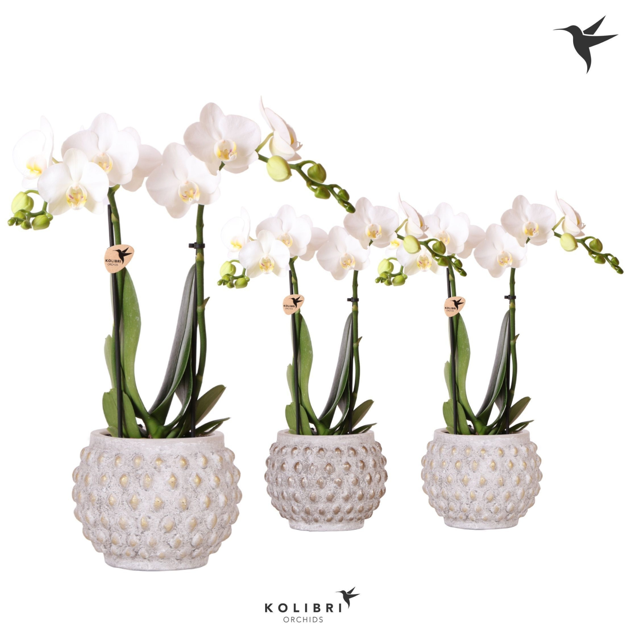 Kolibri Orchids Phalaenopsis white 2spike in Marrakesh gold/copp, D 9