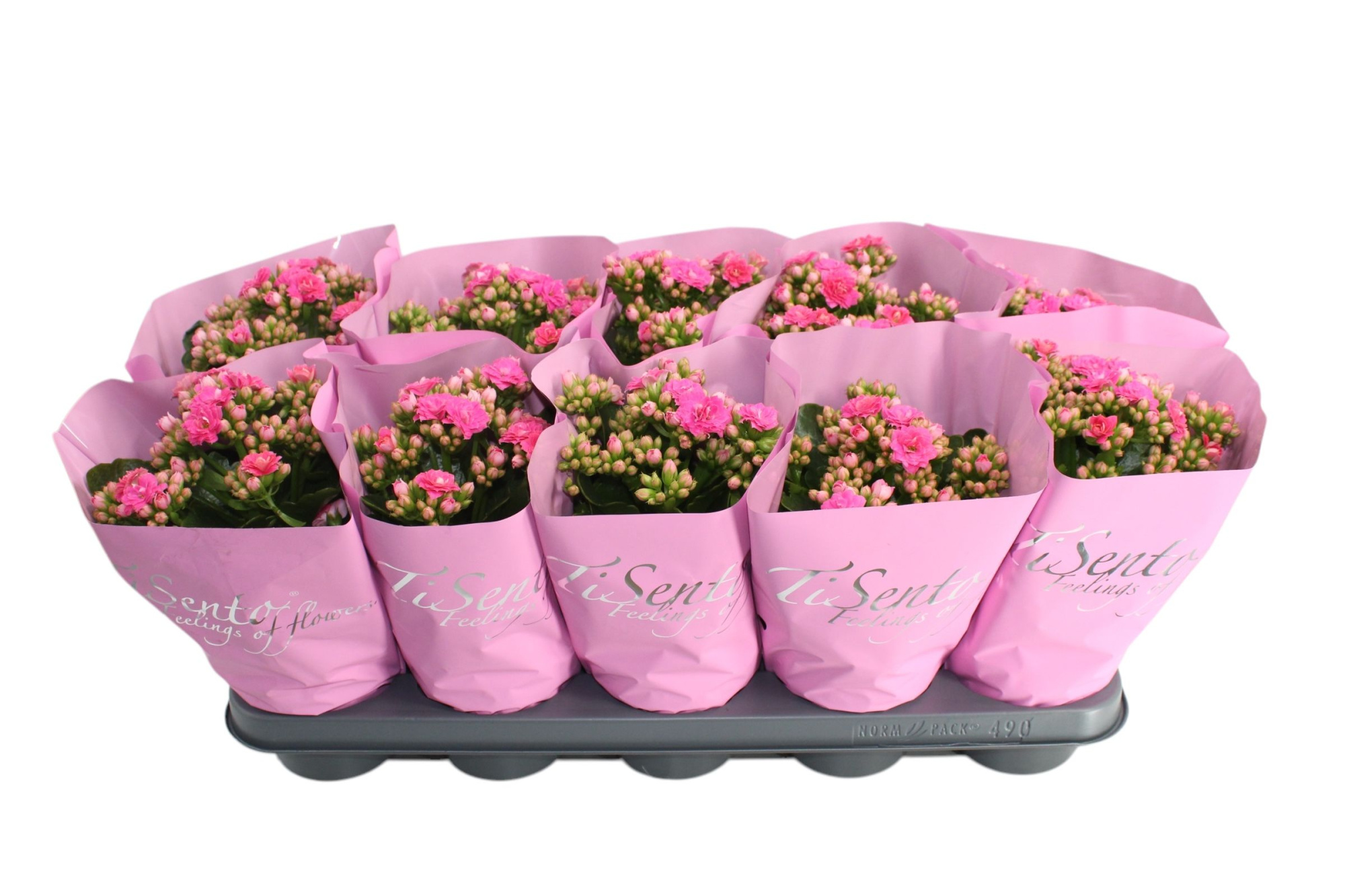 Calandiva 12 cm Roze in Pastel Roze hoes, D 12