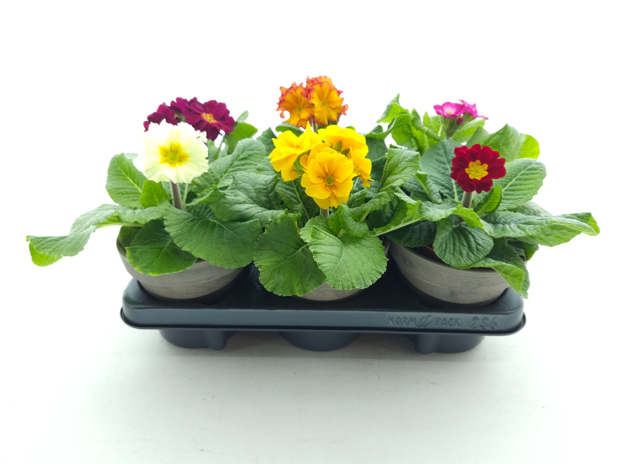 Primula elatior mix basalt, D 13