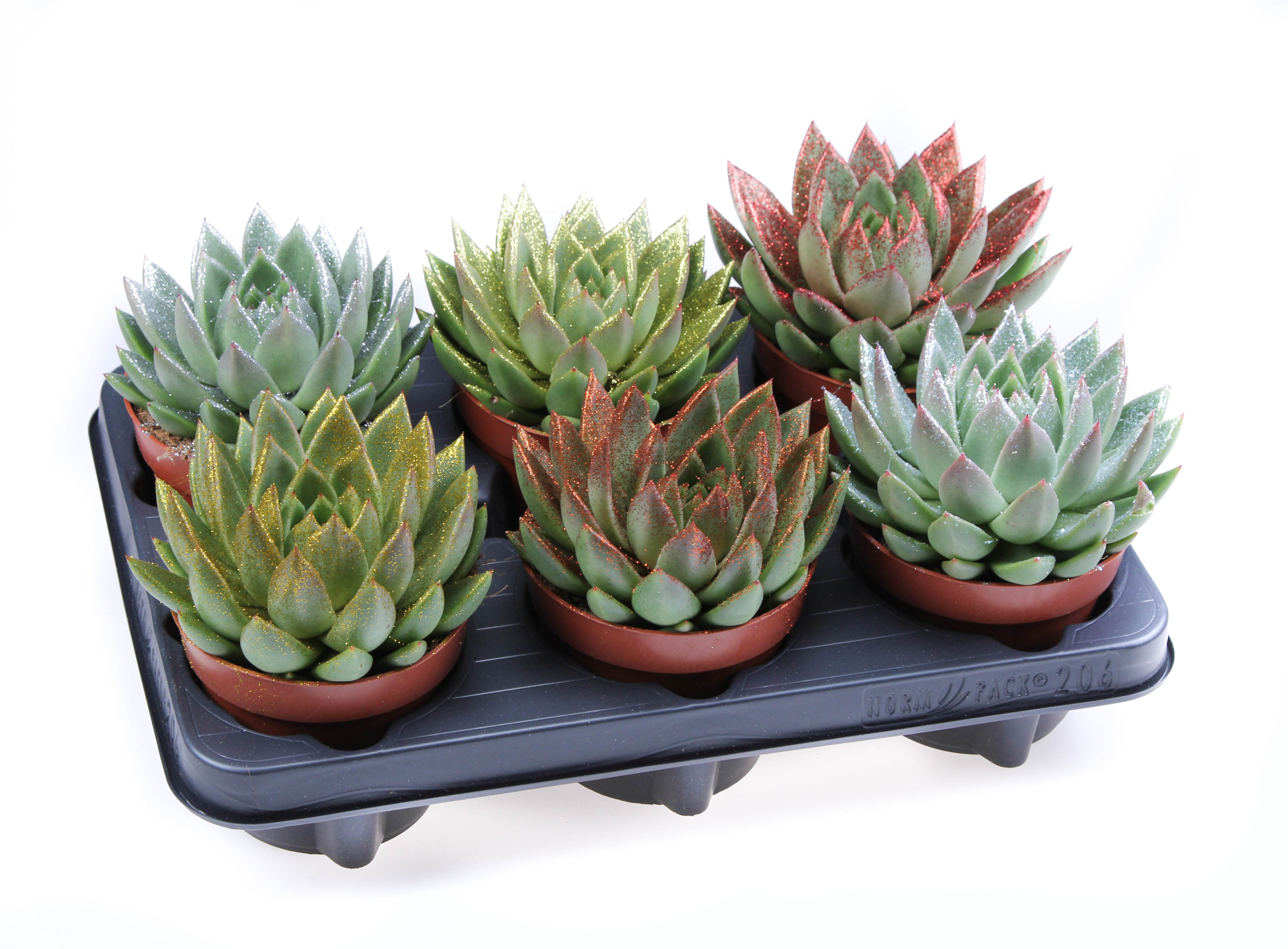 Bio miranda naturel glitter mix, D 12