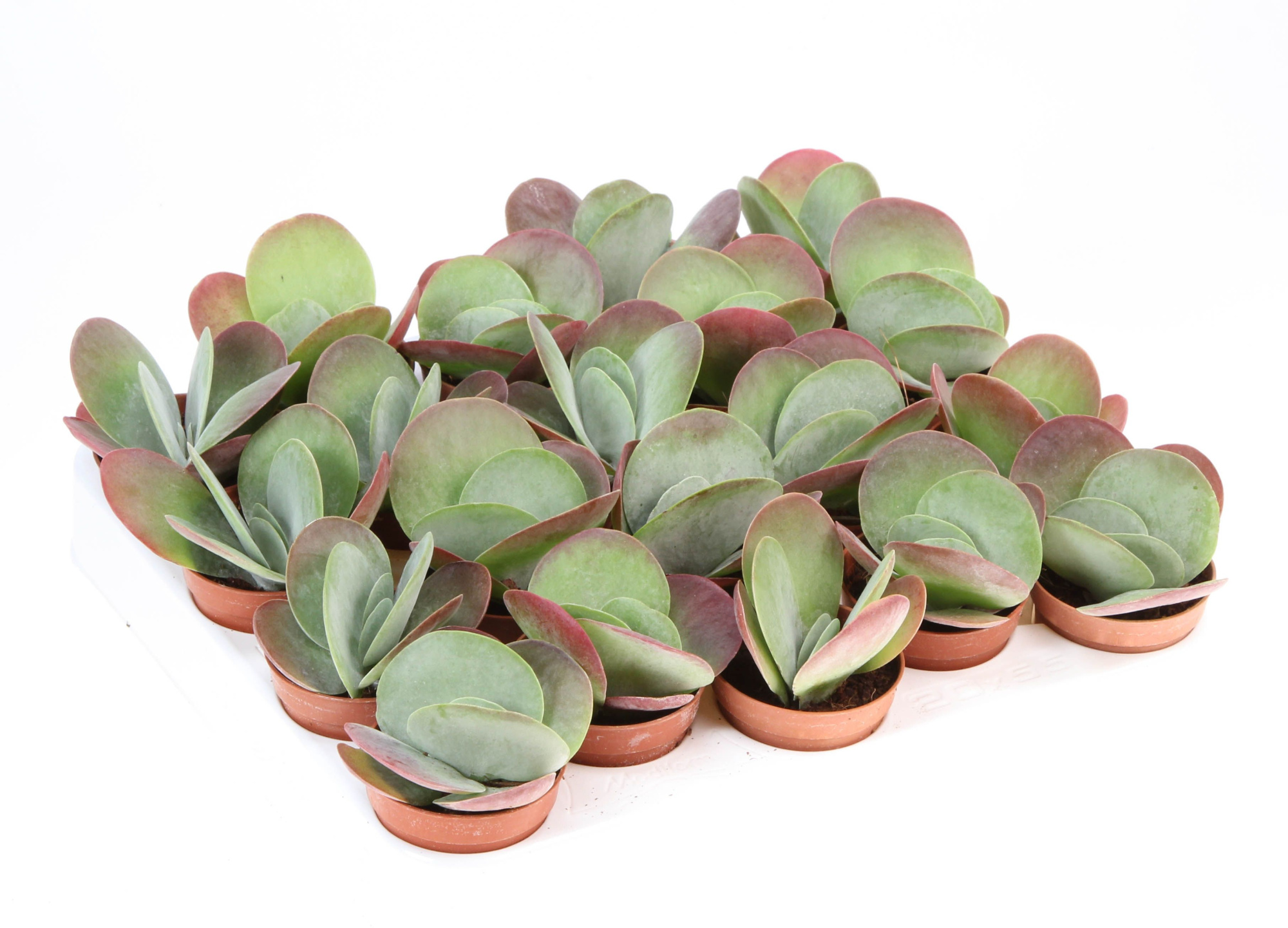 Kalanchoe thyrsiflora red lips, D 5,5