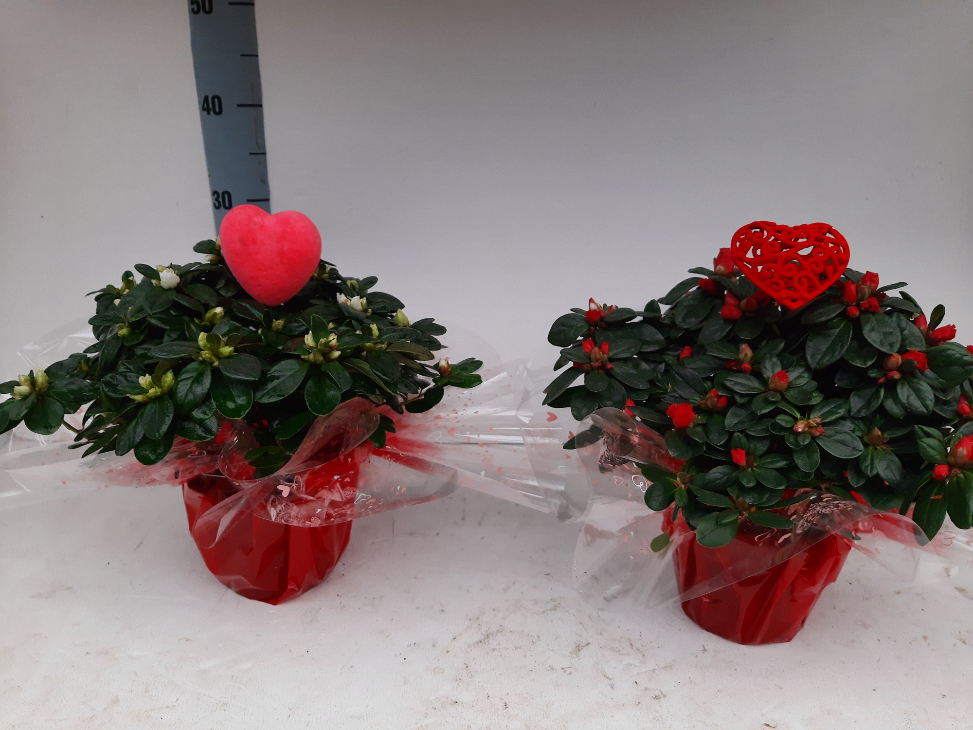 AZALEA BLOEI VALENTIJNRONDEL 30 CM, D 14