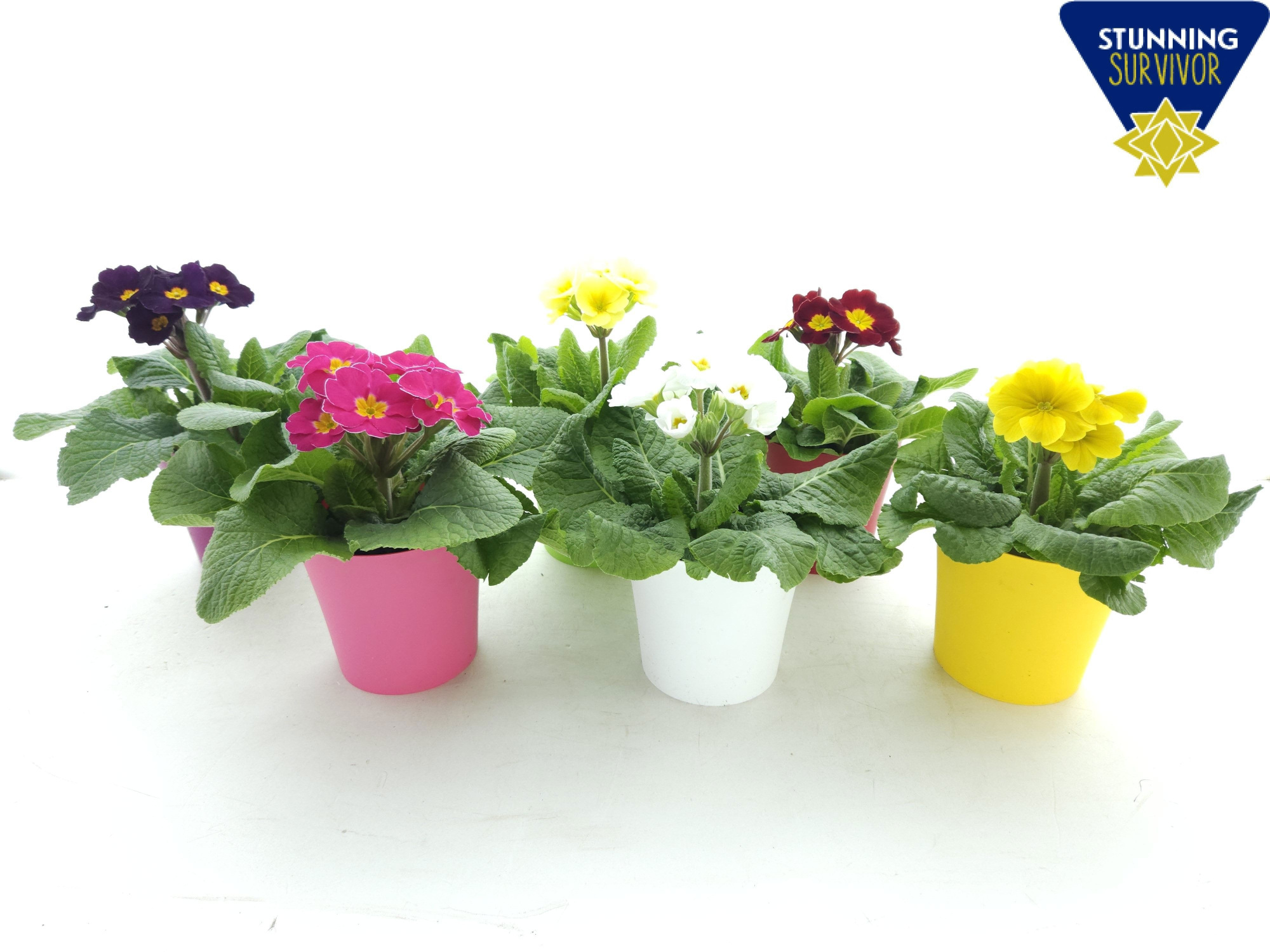 Primula elatior diversen ton sur ton, D 12,5