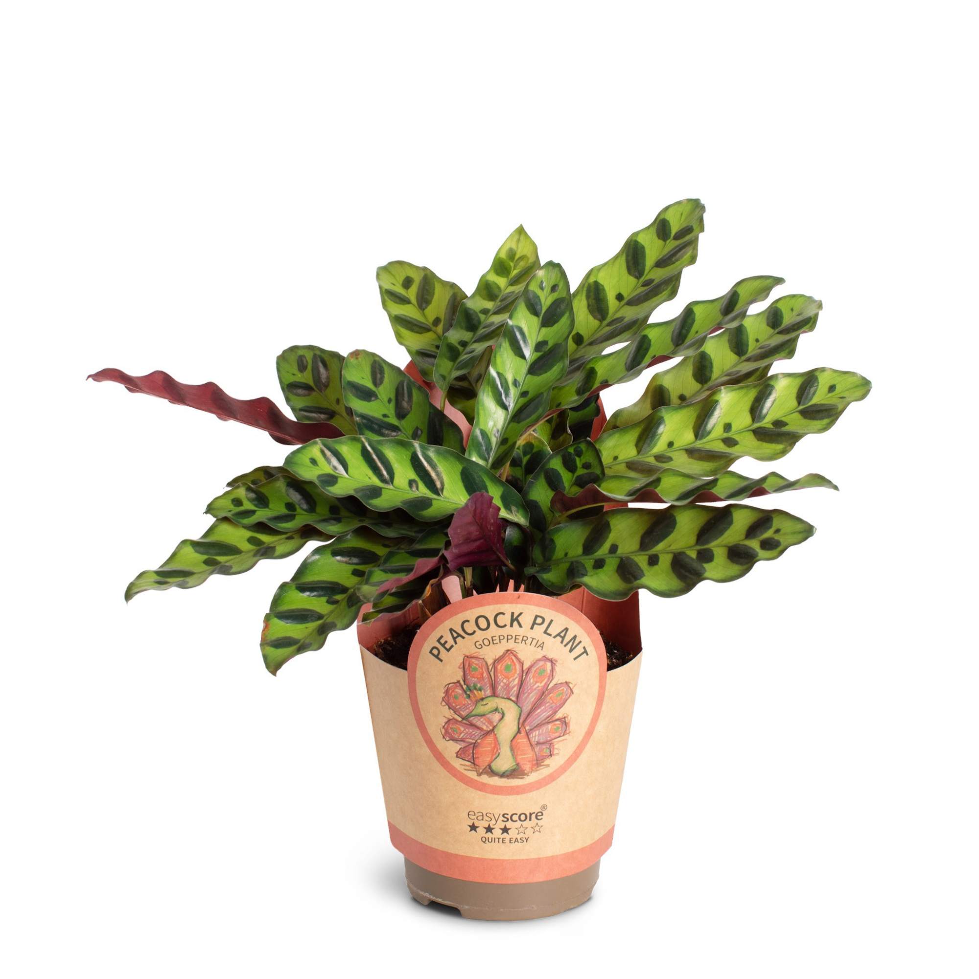 Calathea ´Insignis´, D 11