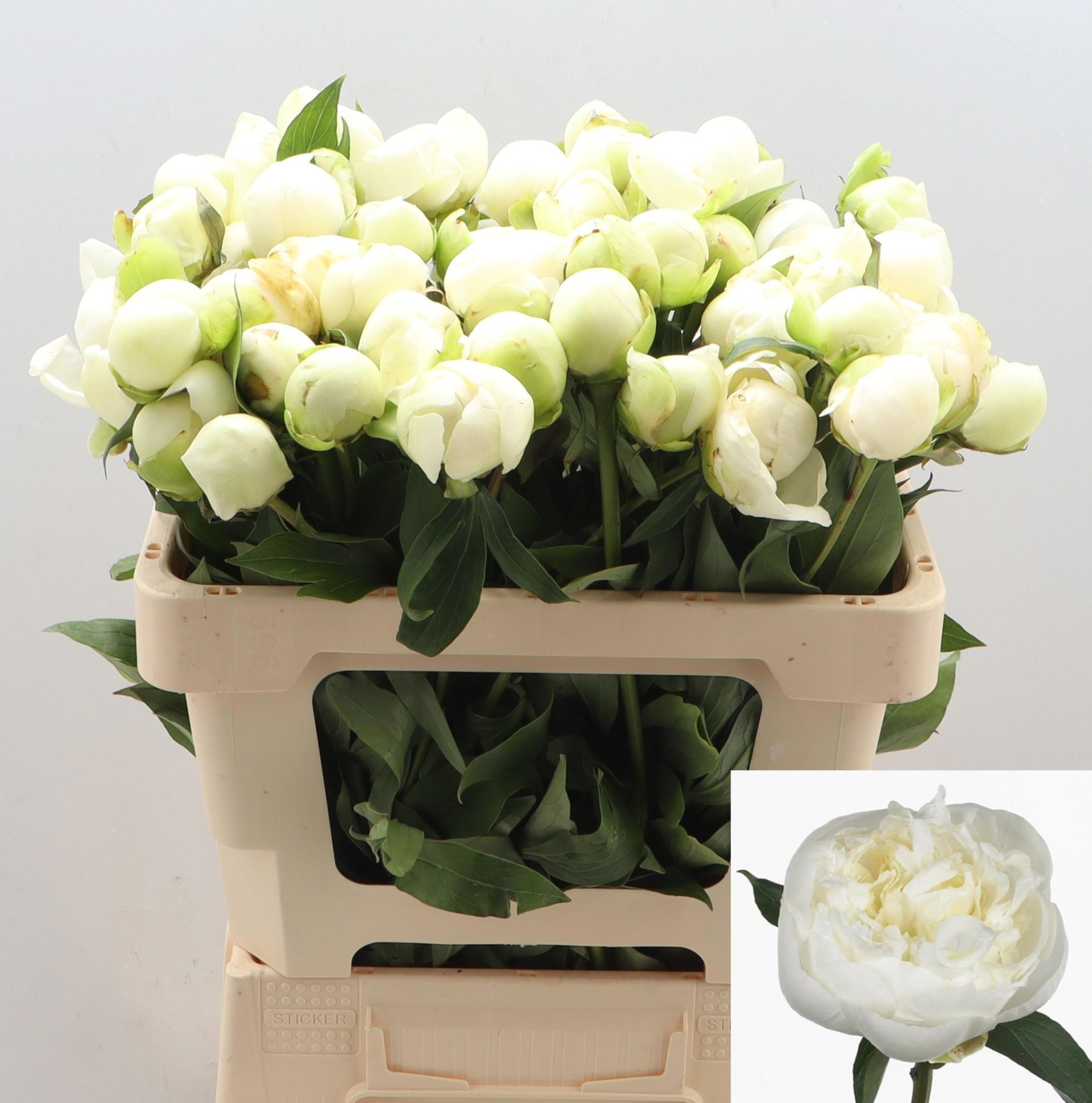 Пион Дюшес 55 (бел.), шт.