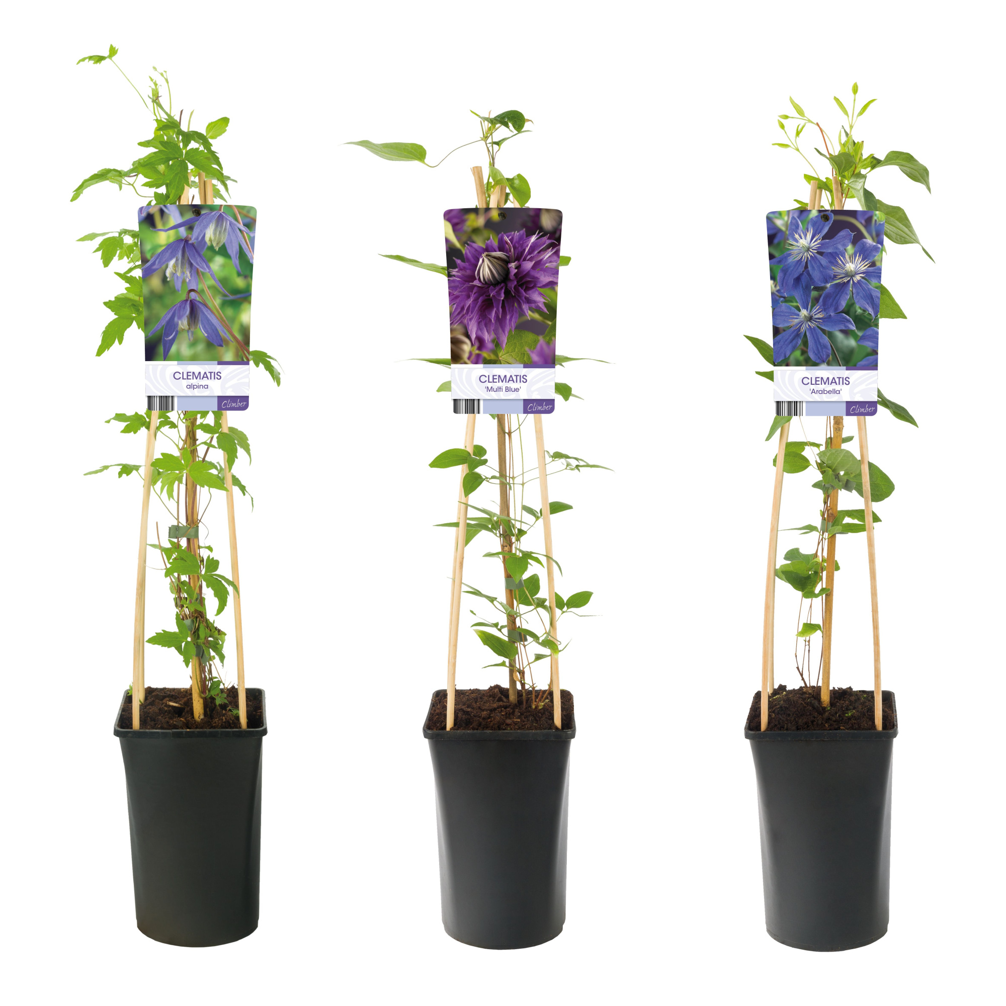 Mixtray Clematis large-flowered blue +light label, D 17