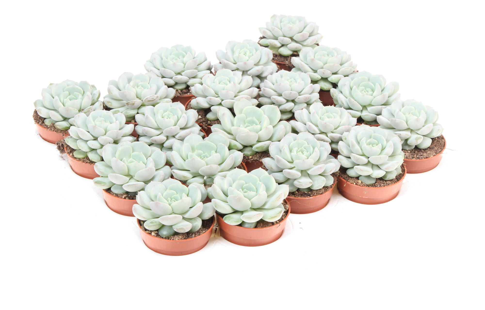 Echeveria Derenbergii Blue, D 5,5