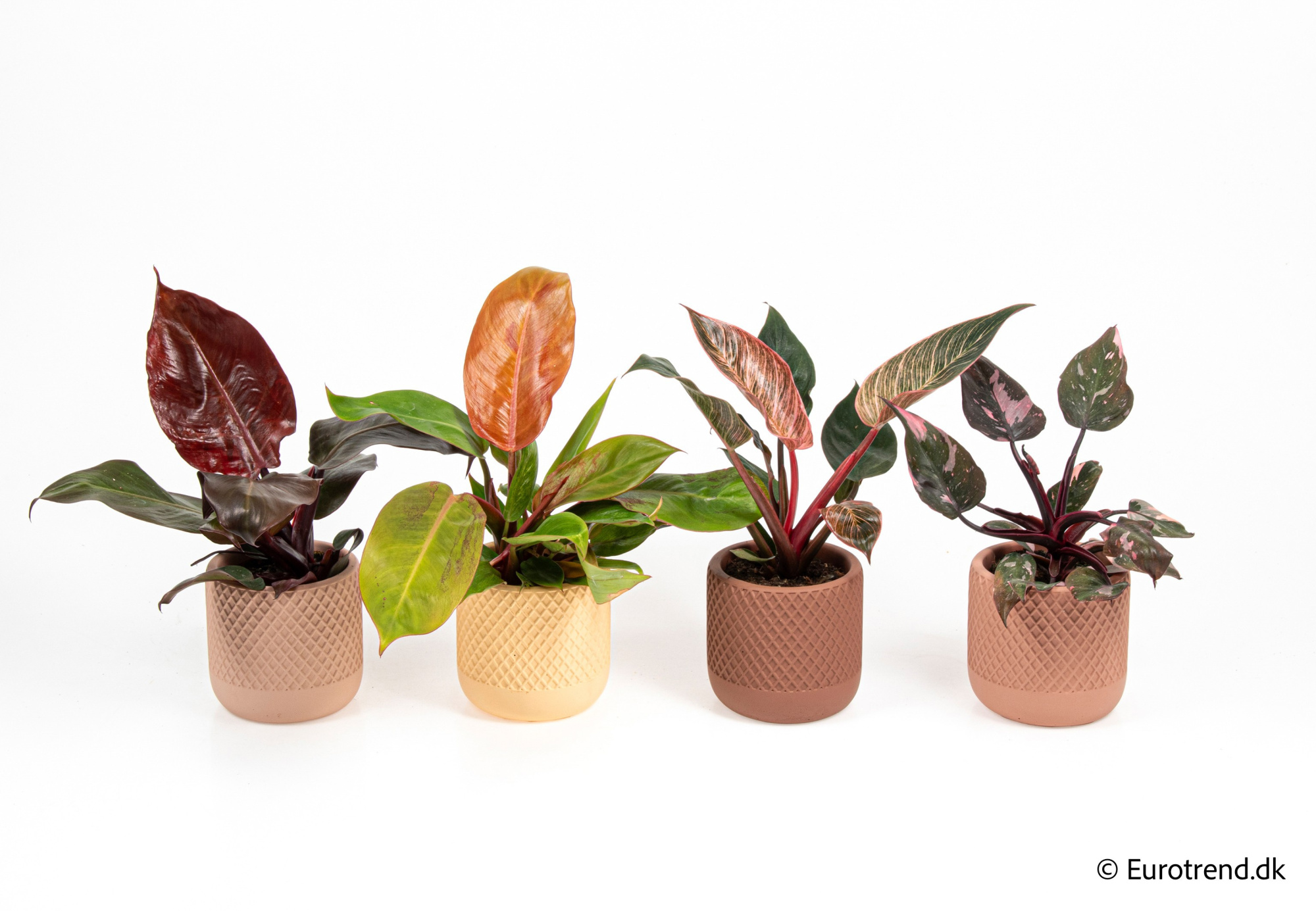 Philodendron mix in New Look ceramic 2026, D 9