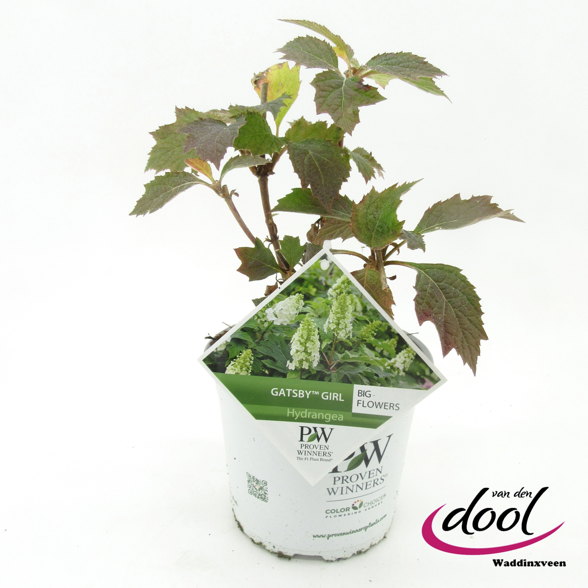 Hydrangea quer. Gatsby Girl, D 19