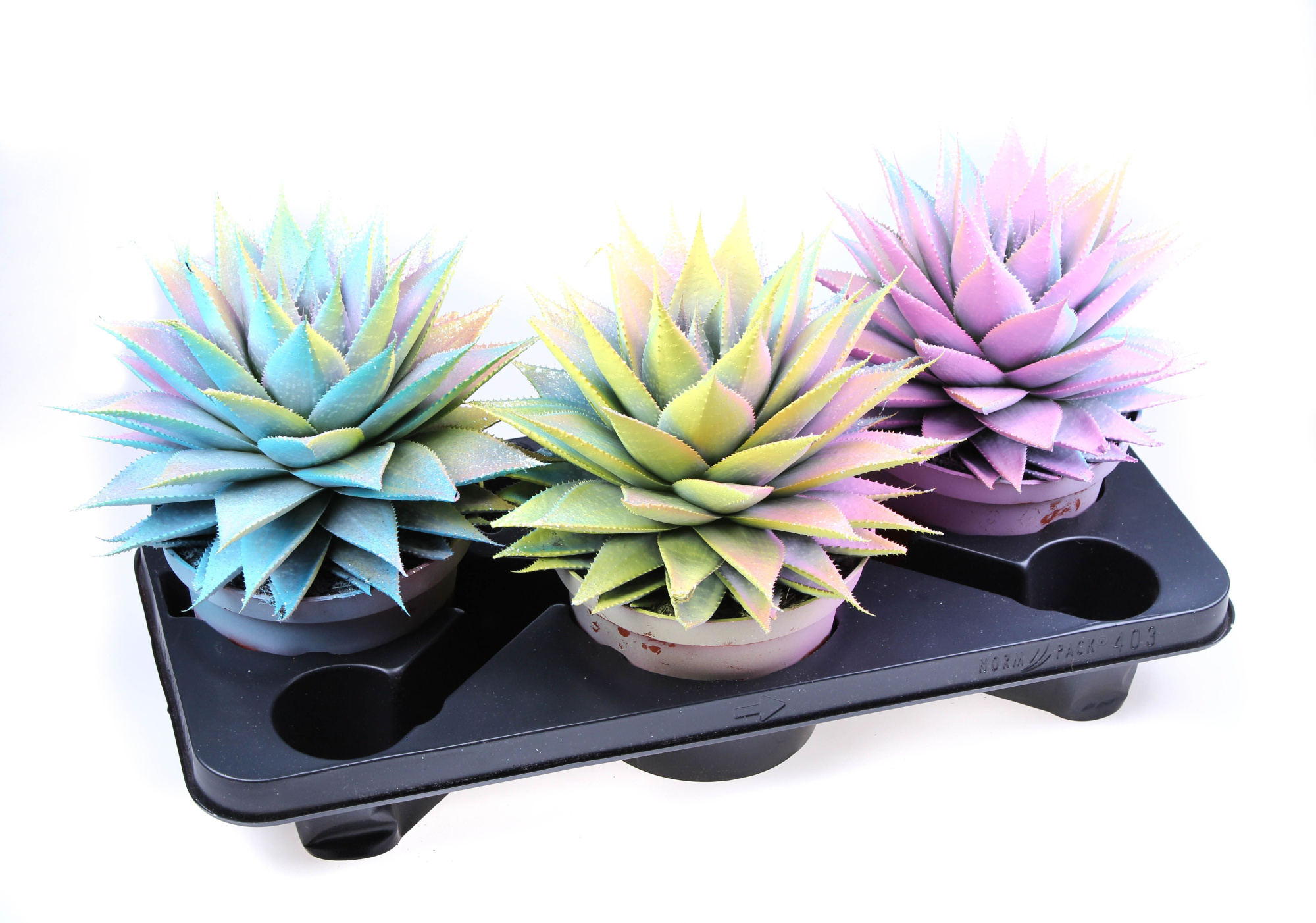 Aloe Multi glittermix, D 17