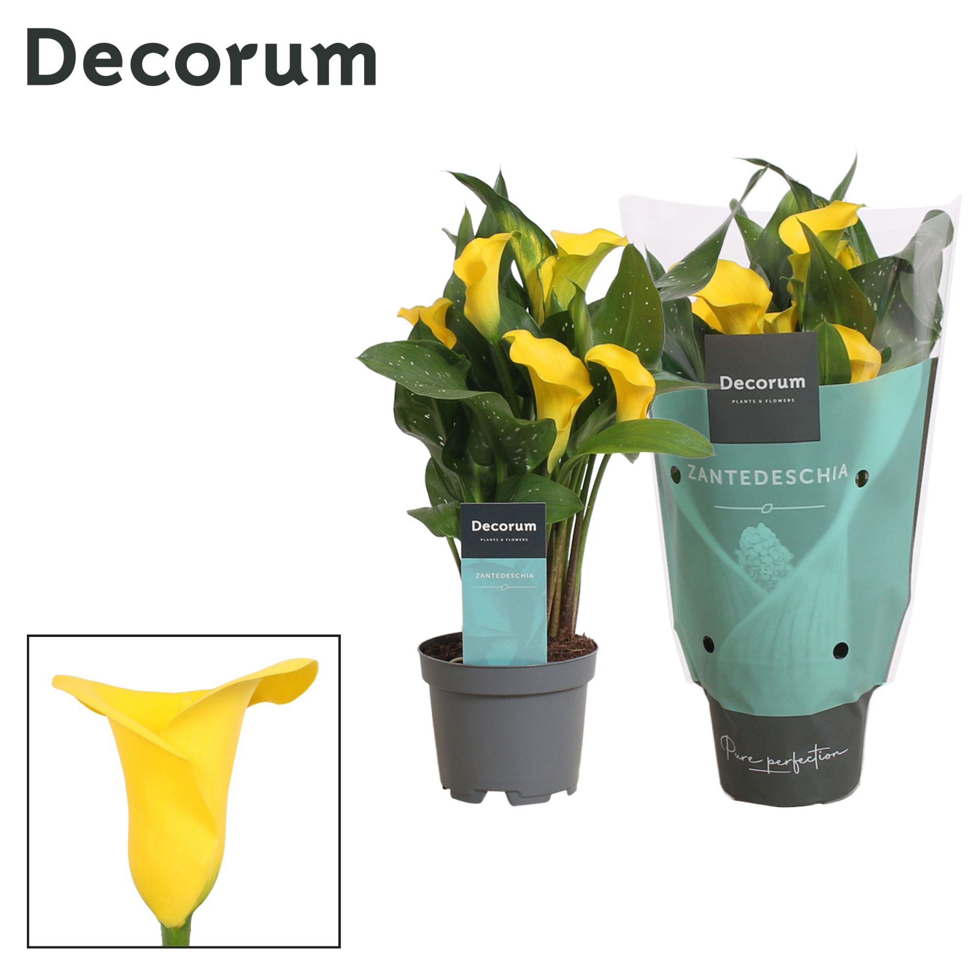Zantedeschia (Calla) Geel (Decorum), D 10,5