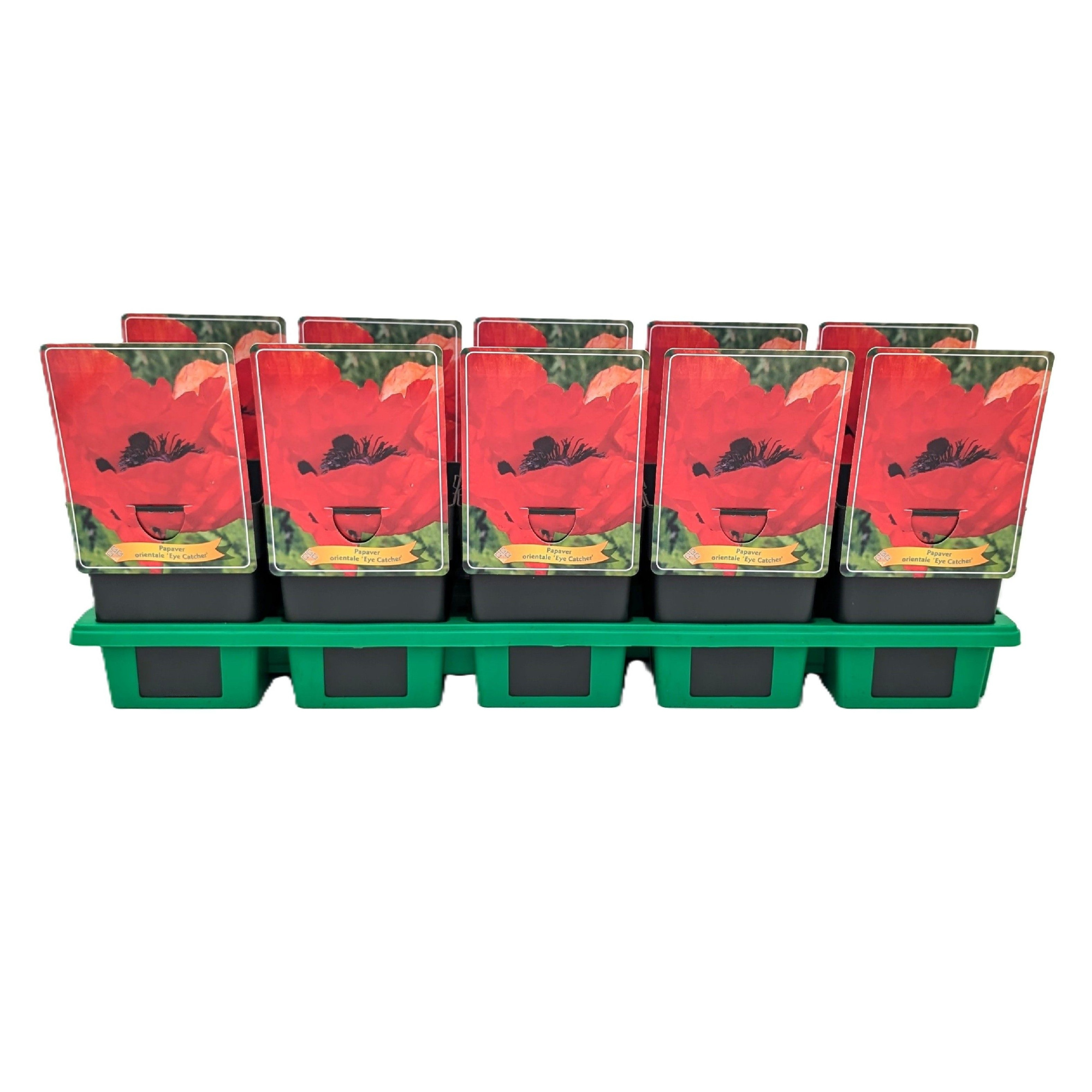 Papaver orientale 'Eyecatcher' P11, D 11