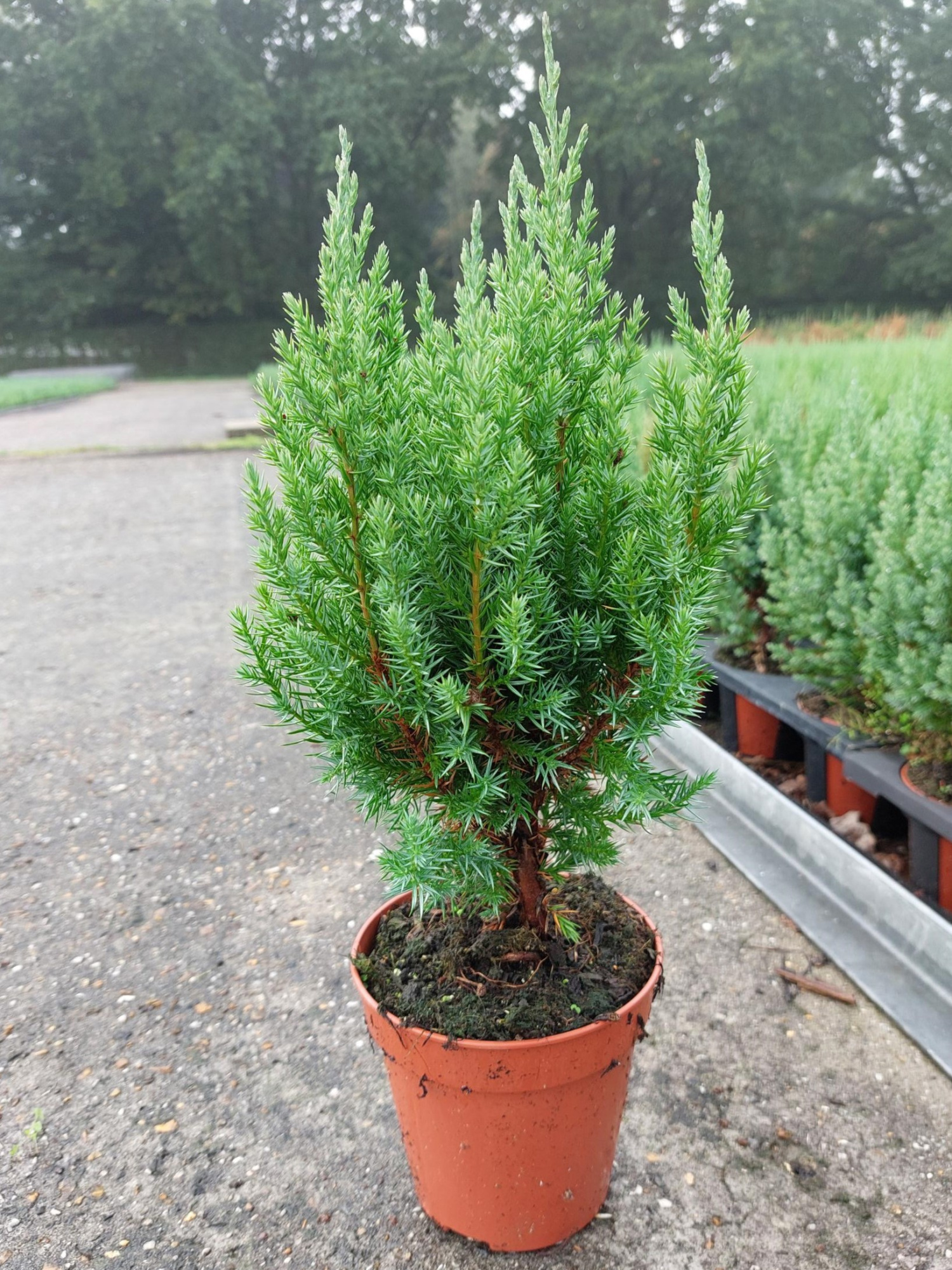 TDM P13 : Juniperus Chinensis Stricta P13, D 13