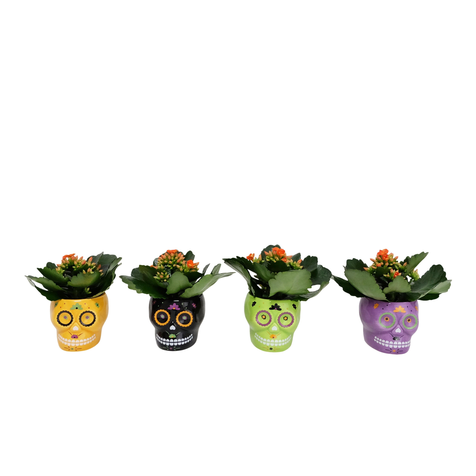 Calavera with Kalanchoe, D 6