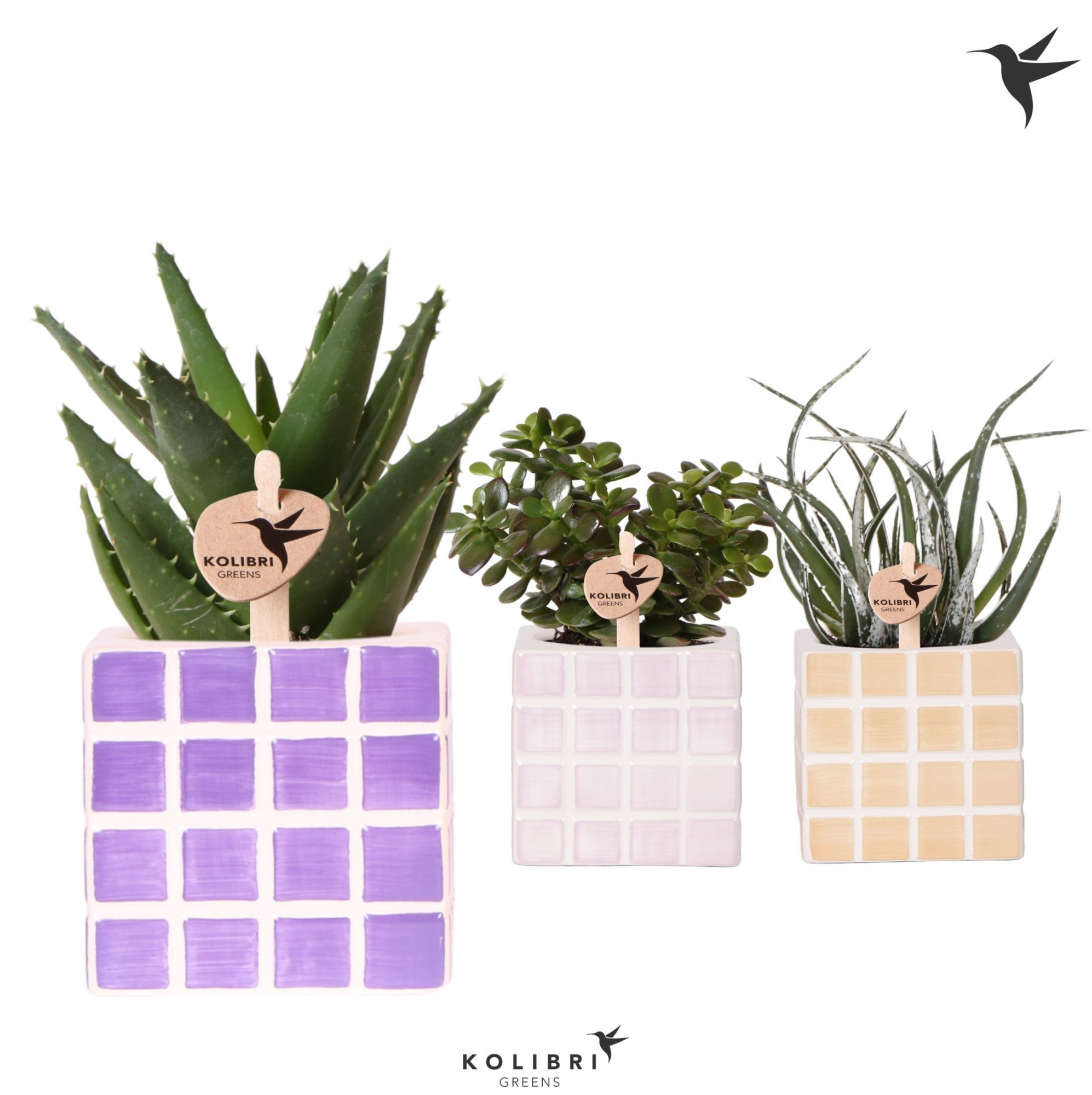 Kolibri Greens Succulenten mix in Mosa pot pink mix, D 9