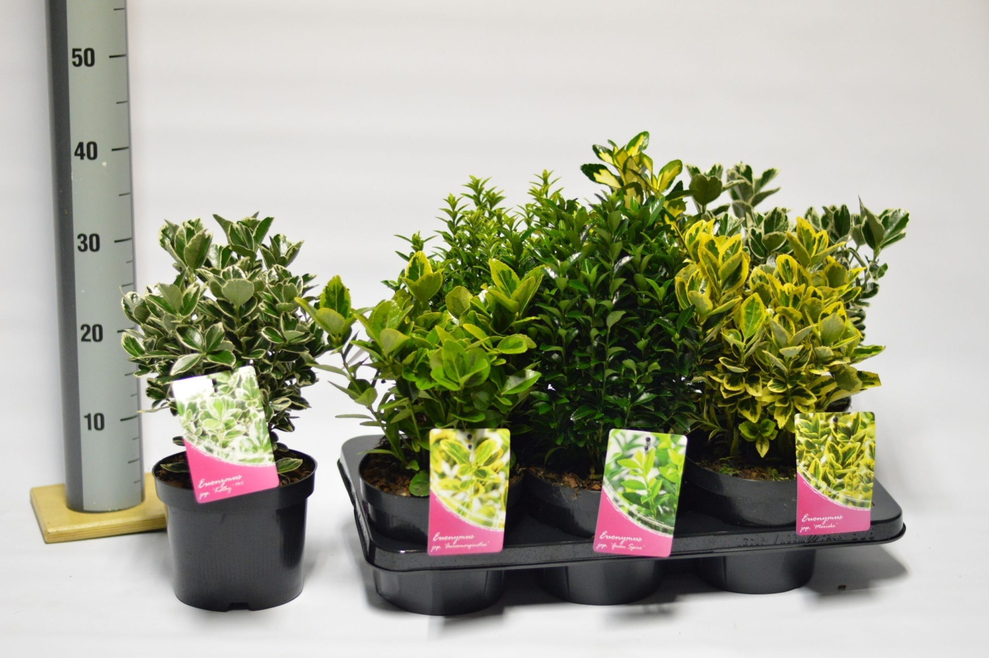 Euonymus in cultivars, D 17