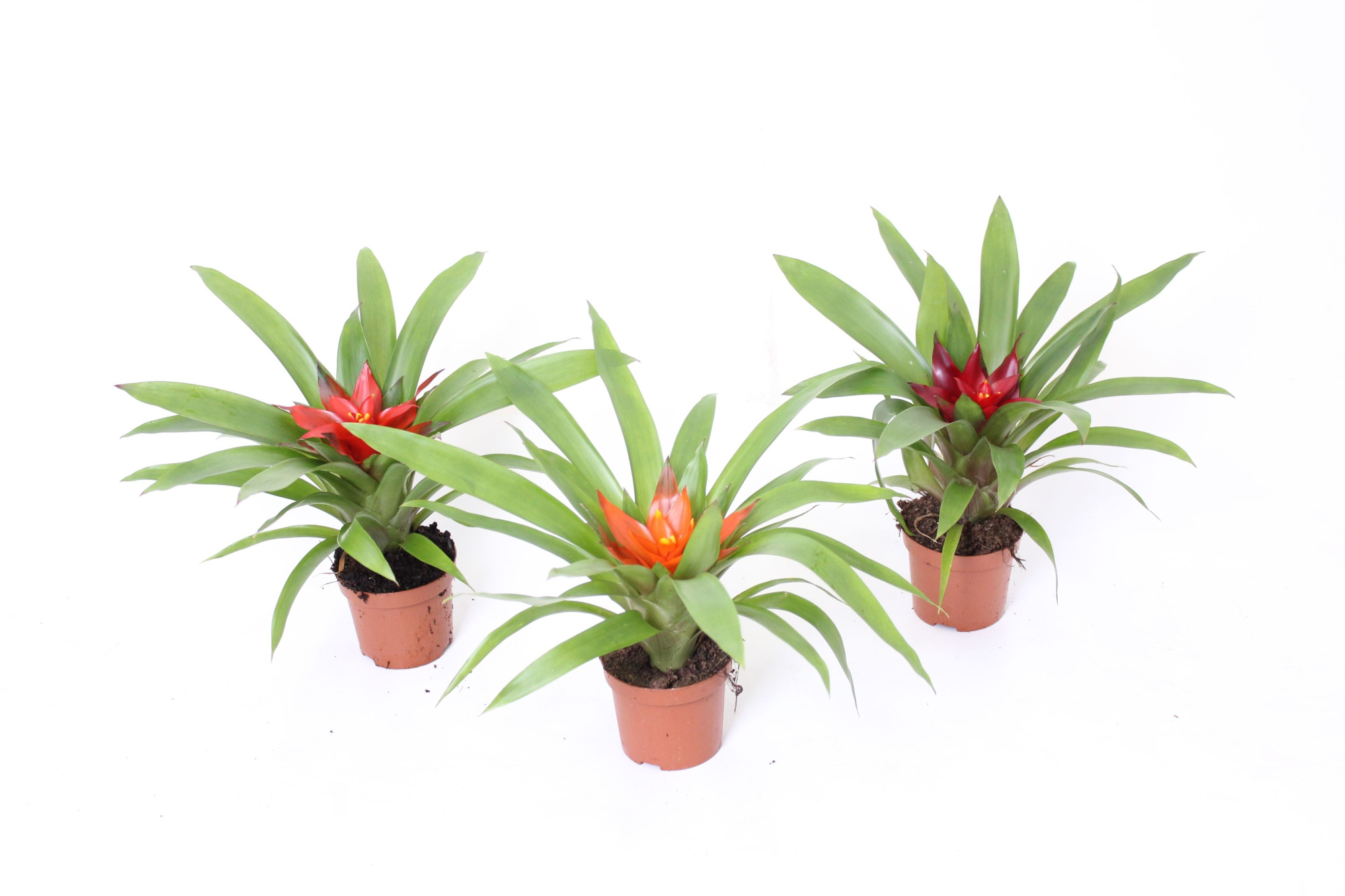 Guzmania Maduro Mix 9, D 9