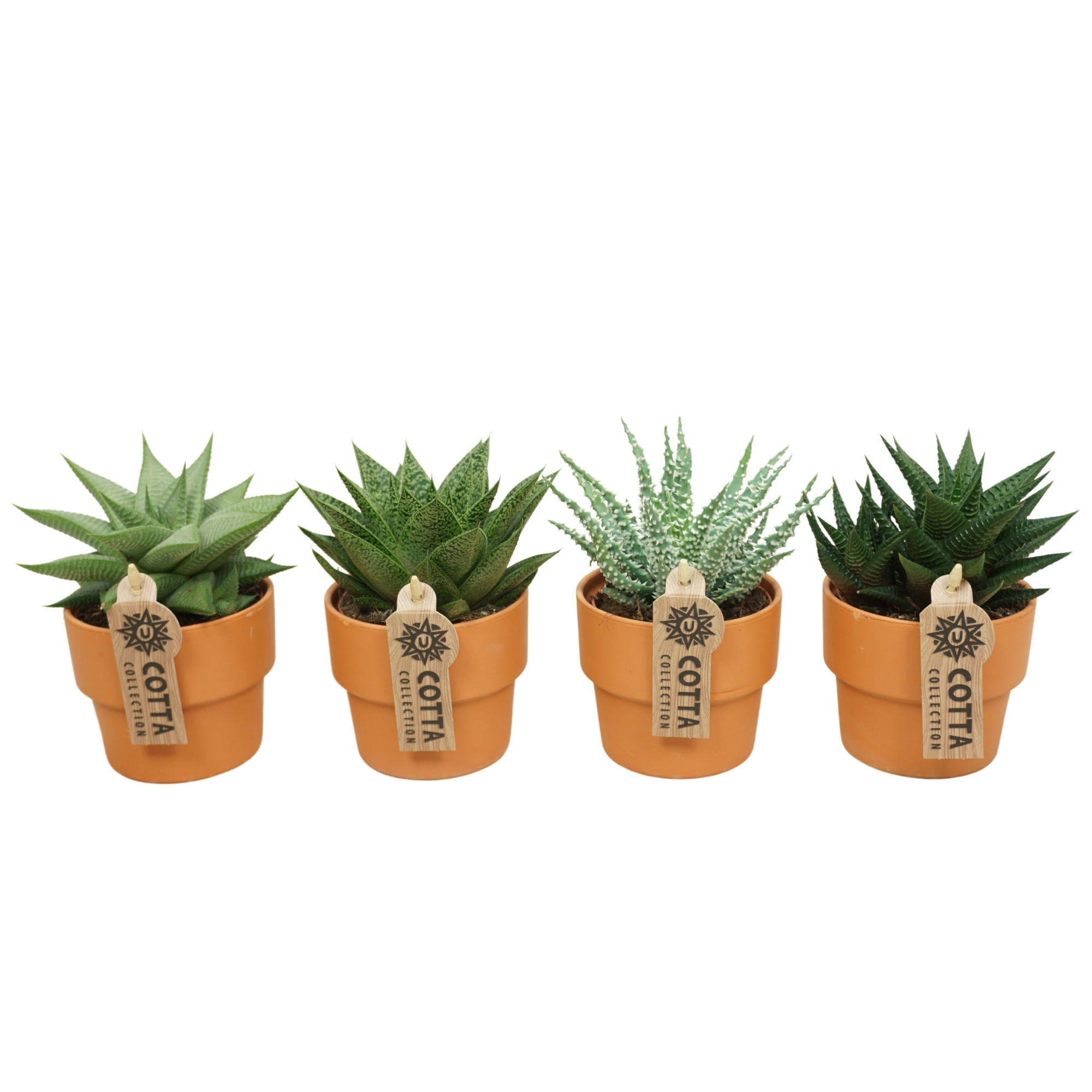 Aloë-Haworthia mix in 10 cm 'Terracotta Kraagpot', D 8,5