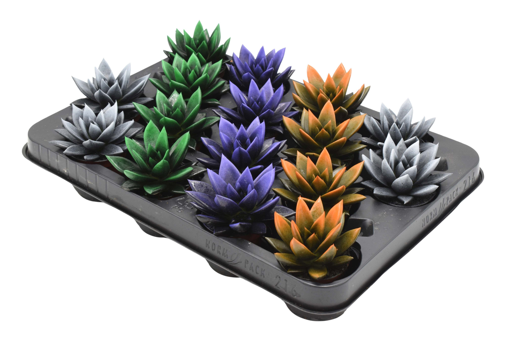 Miranda bicoloured Halloween mix, D 6