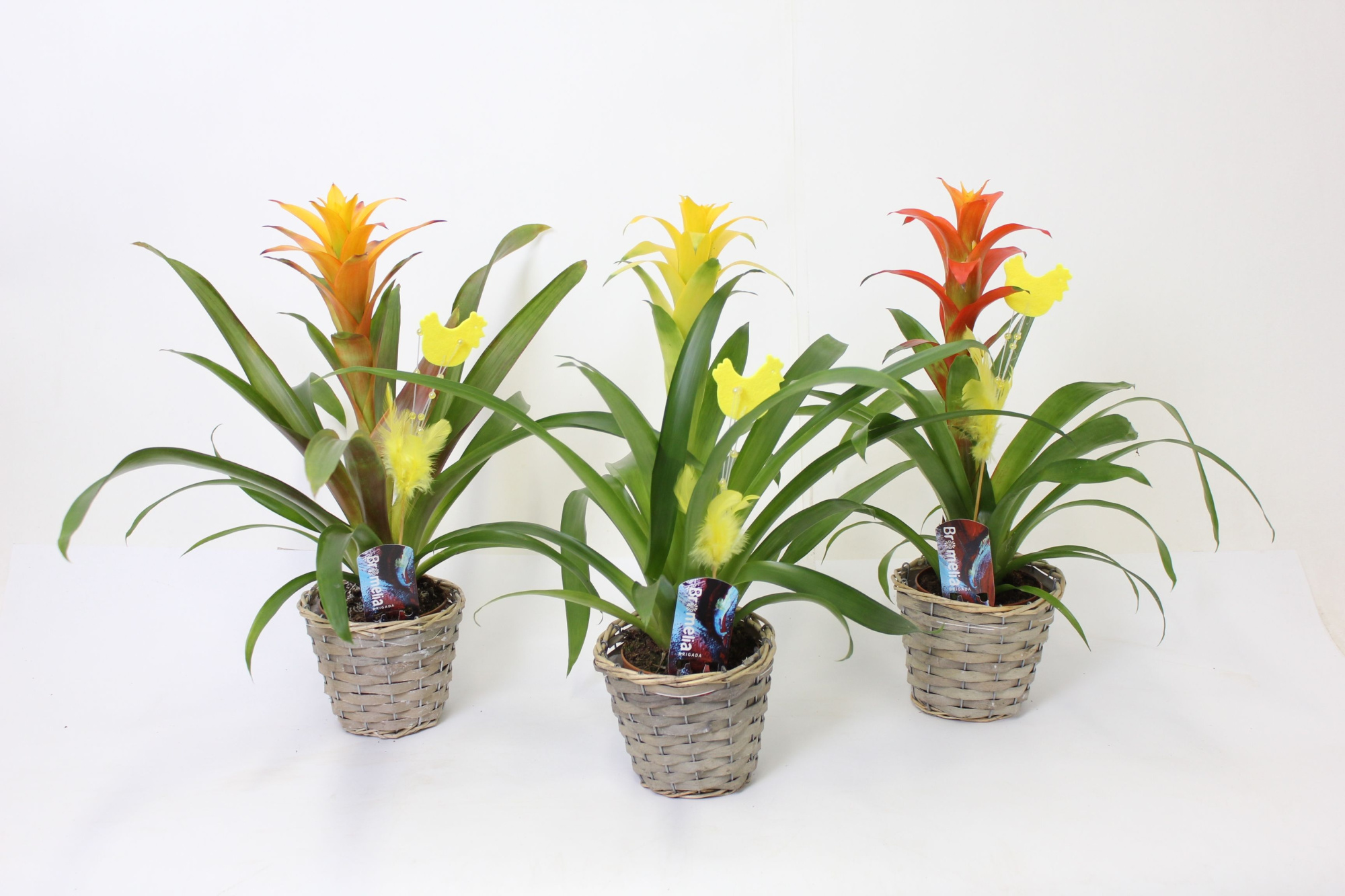 Guzmania Easter Reed Chicken Basket, D 12
