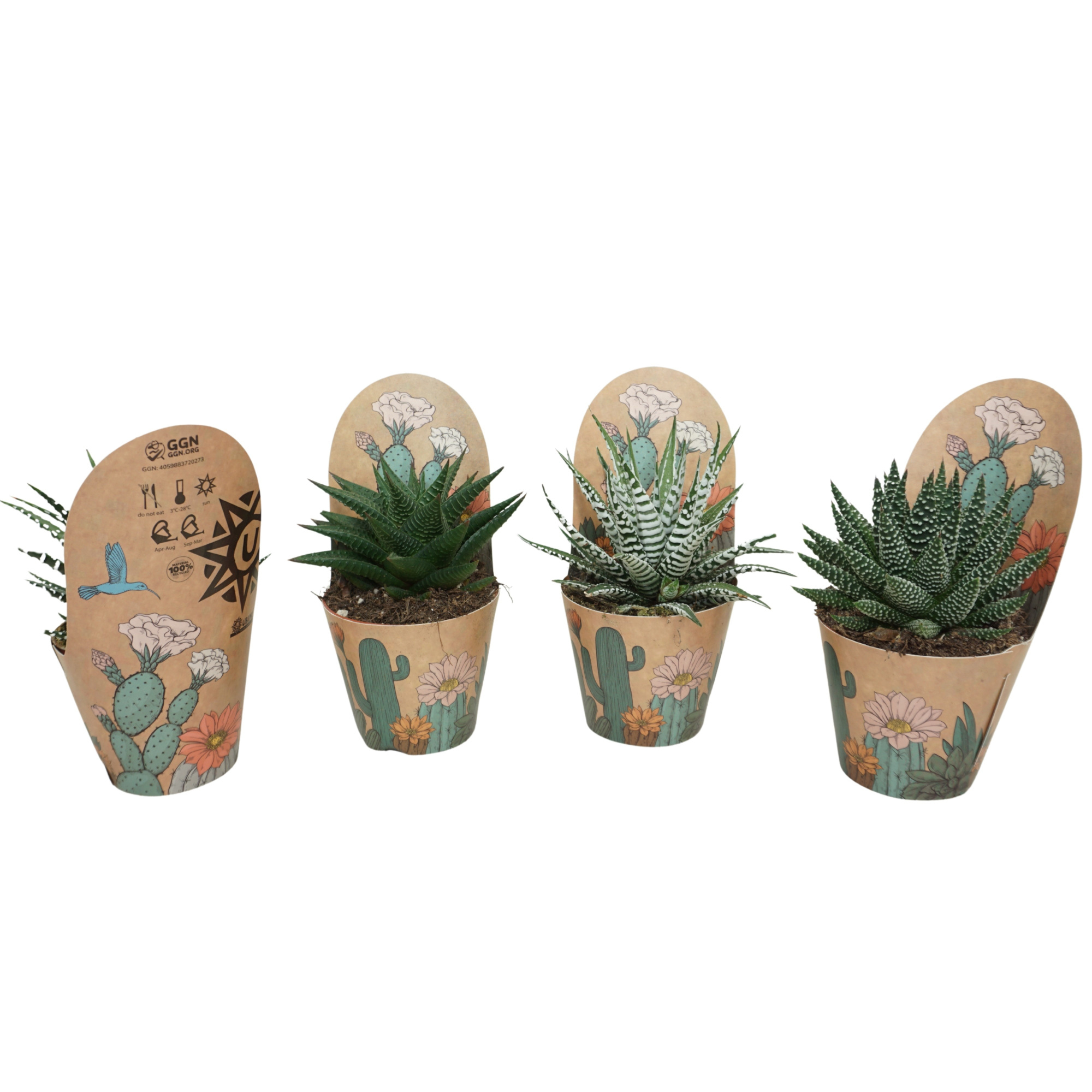 Haworthia de luxe mix 8,5 cm in Ubink potcover, D 8,5