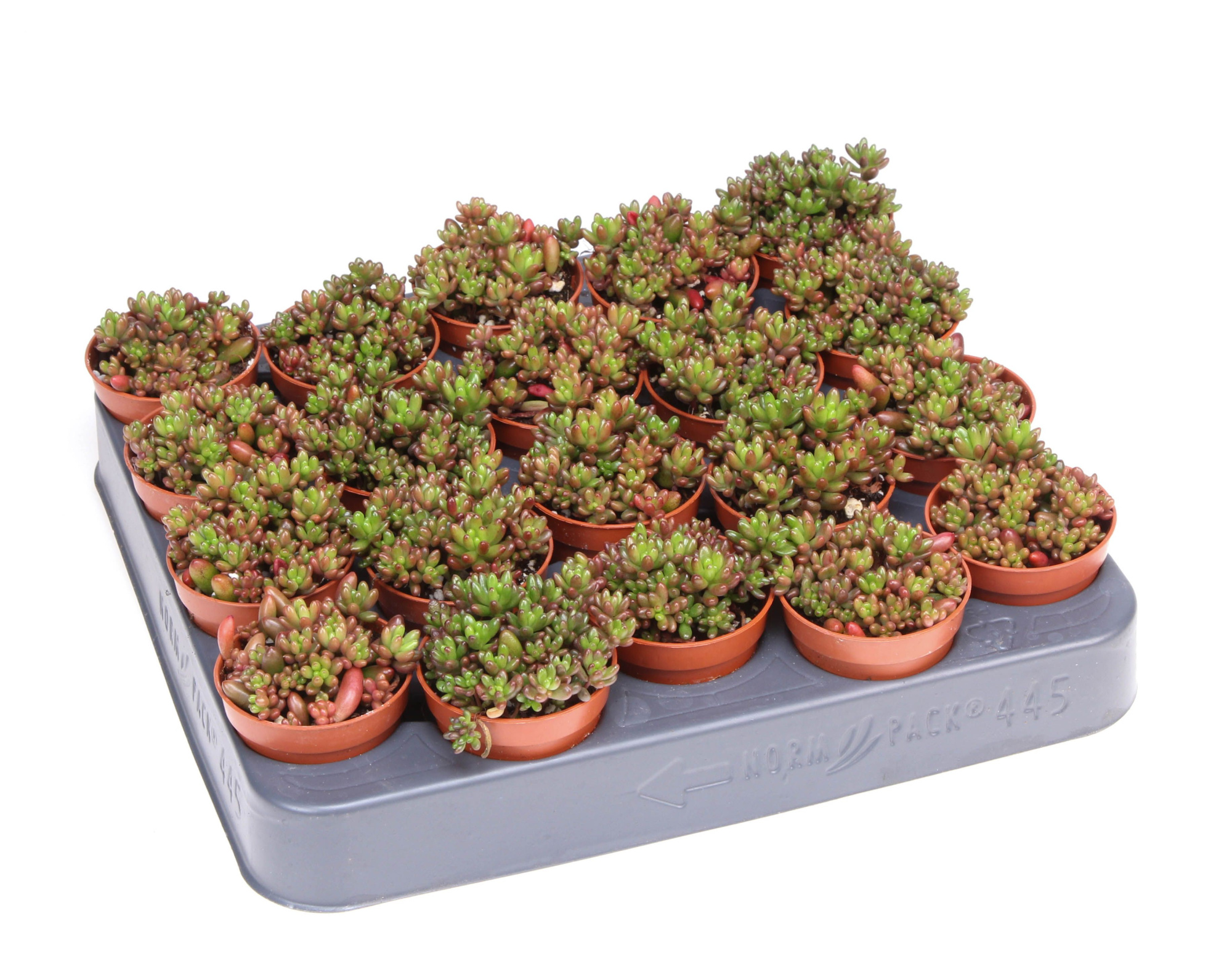 Sedum rubrotinctum, D 5,5