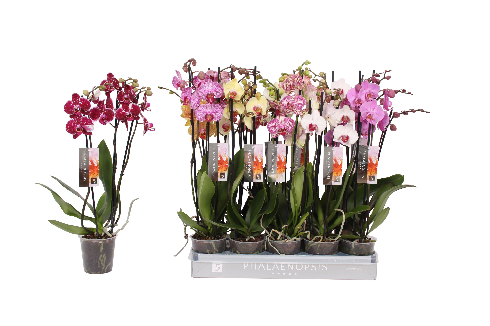 Phalaenopsis 6 color mix, 3-spike 18+, D 12