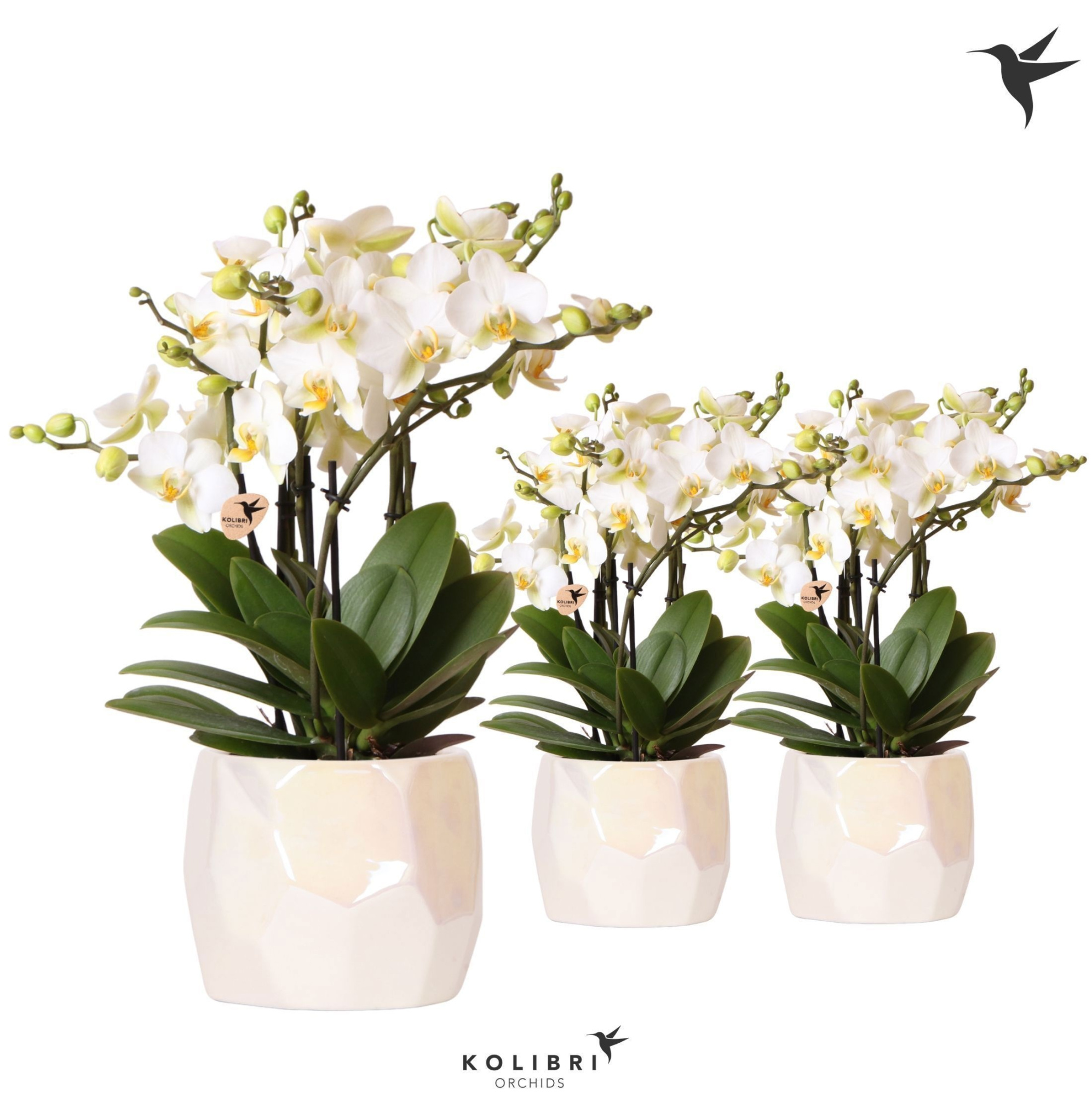 Kolibri Orchids Phalaenopsis Lausanne 6spike in Pearl pot travertine, D 12 cm