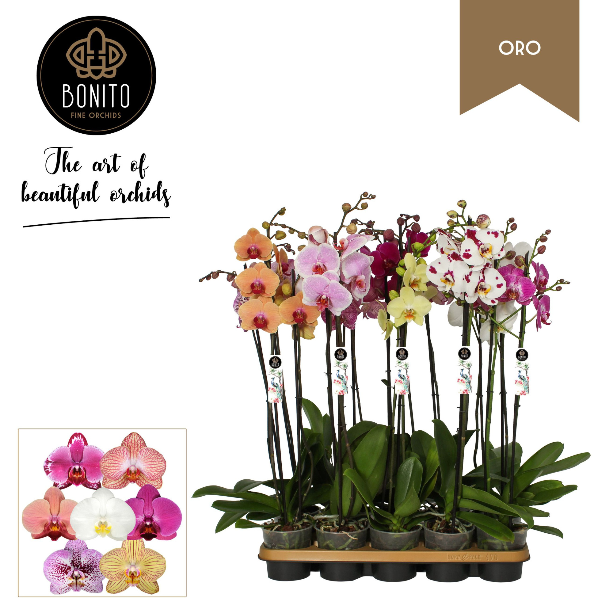 Phal. Oro mix - 2-Tak met 8 kleuren, D 12